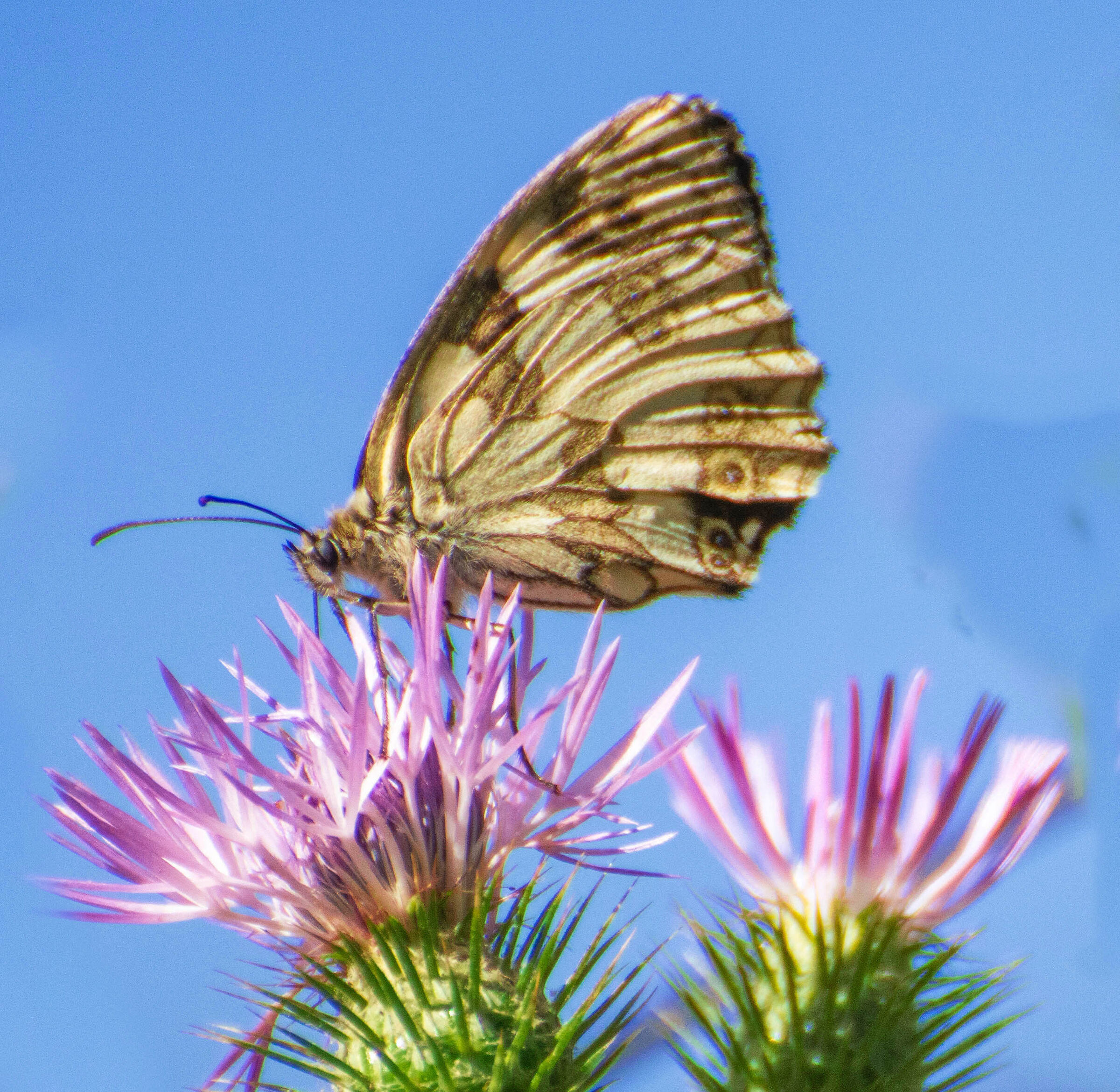 Melanargia galatthea
