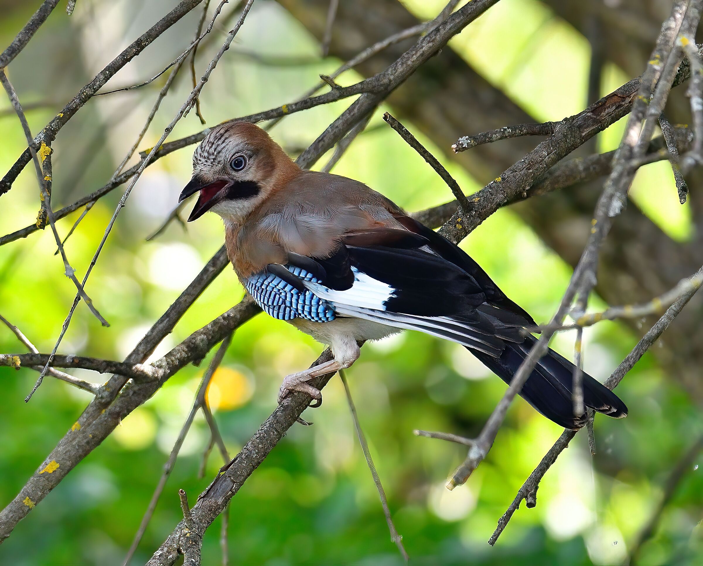 jay