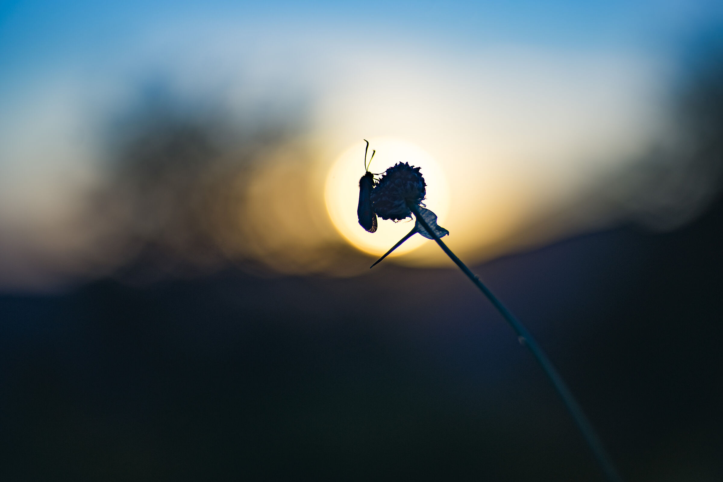Zygaena al tramonto