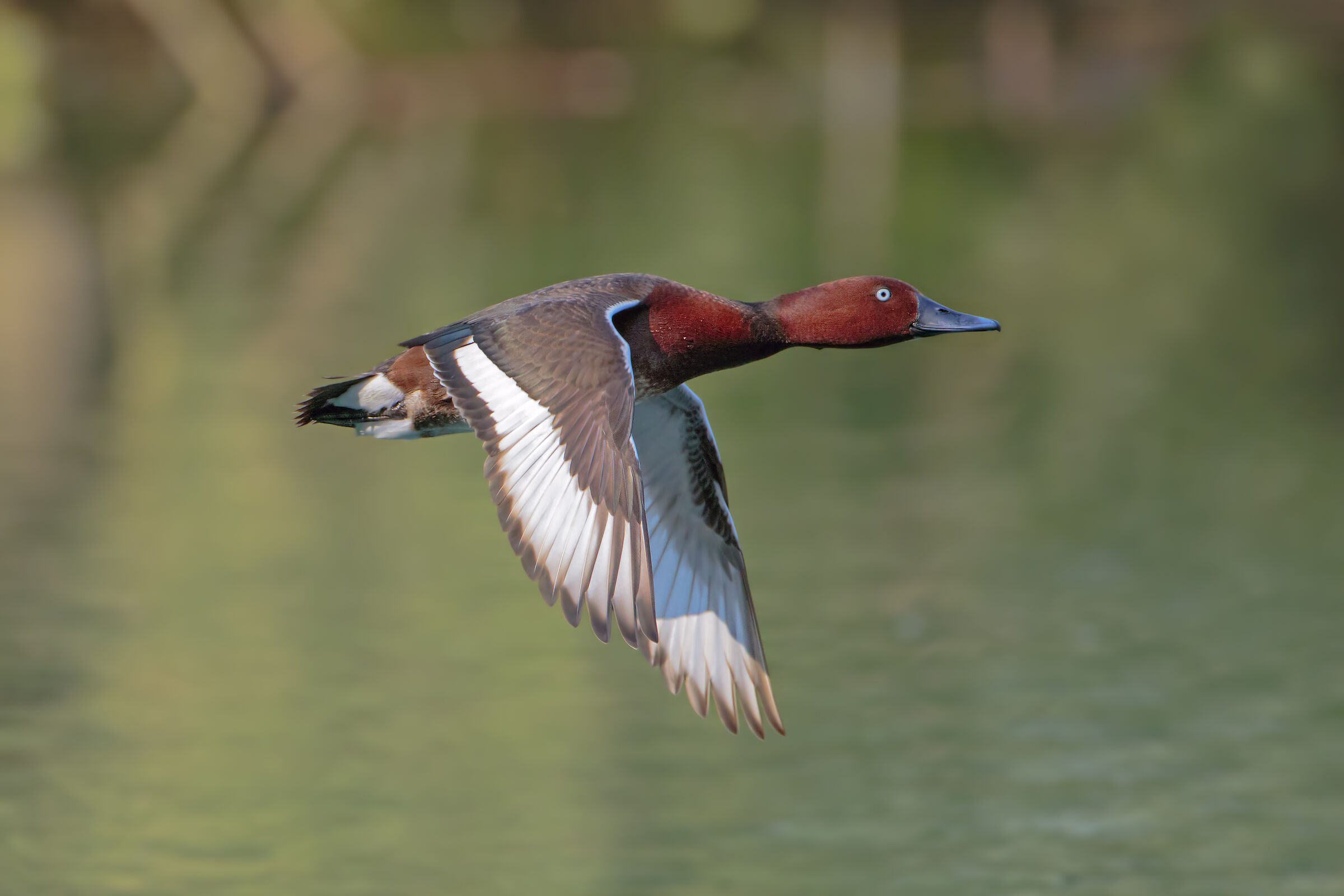Tabaccata in volo
