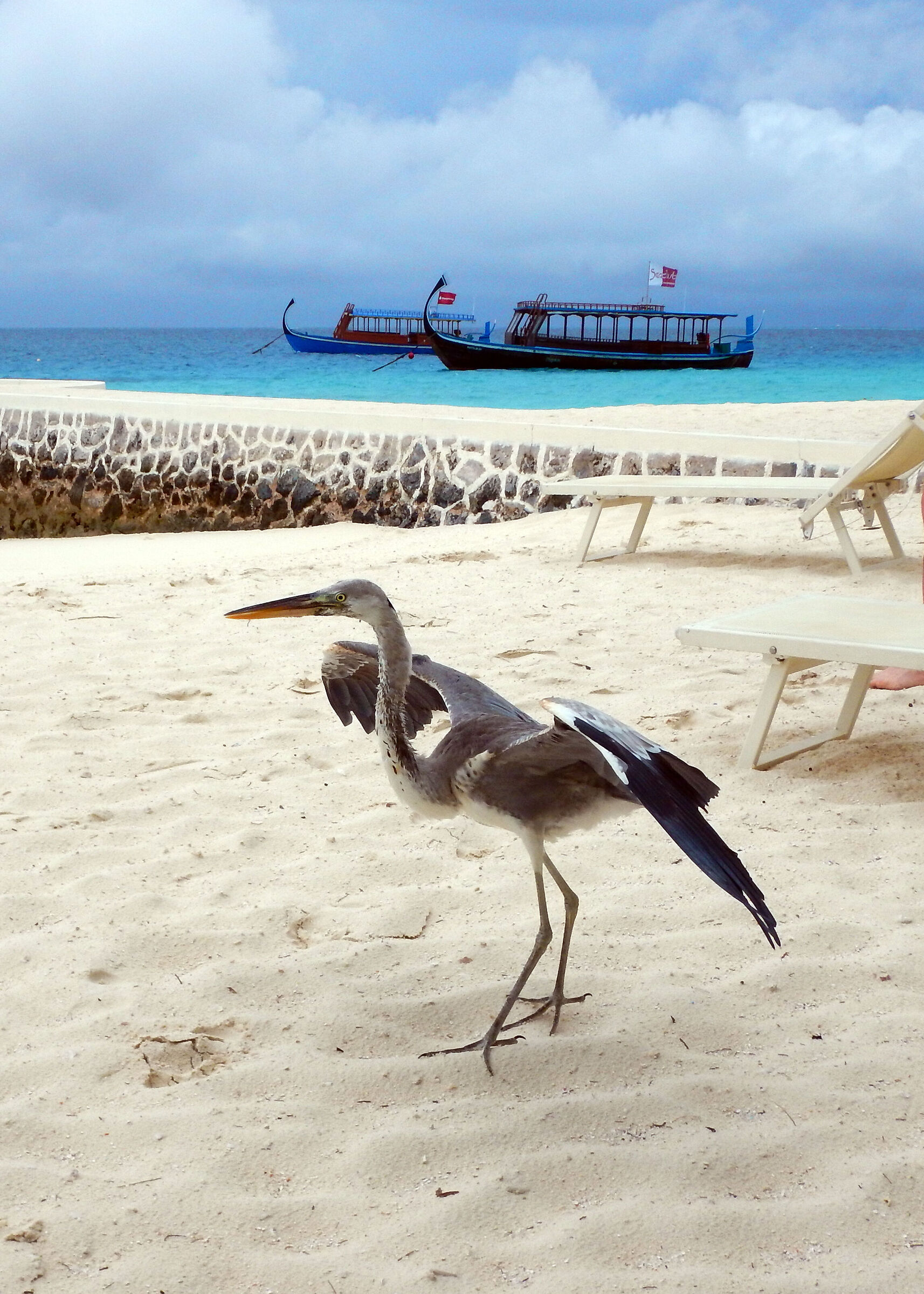 Airone cenerino sulla spiaggia