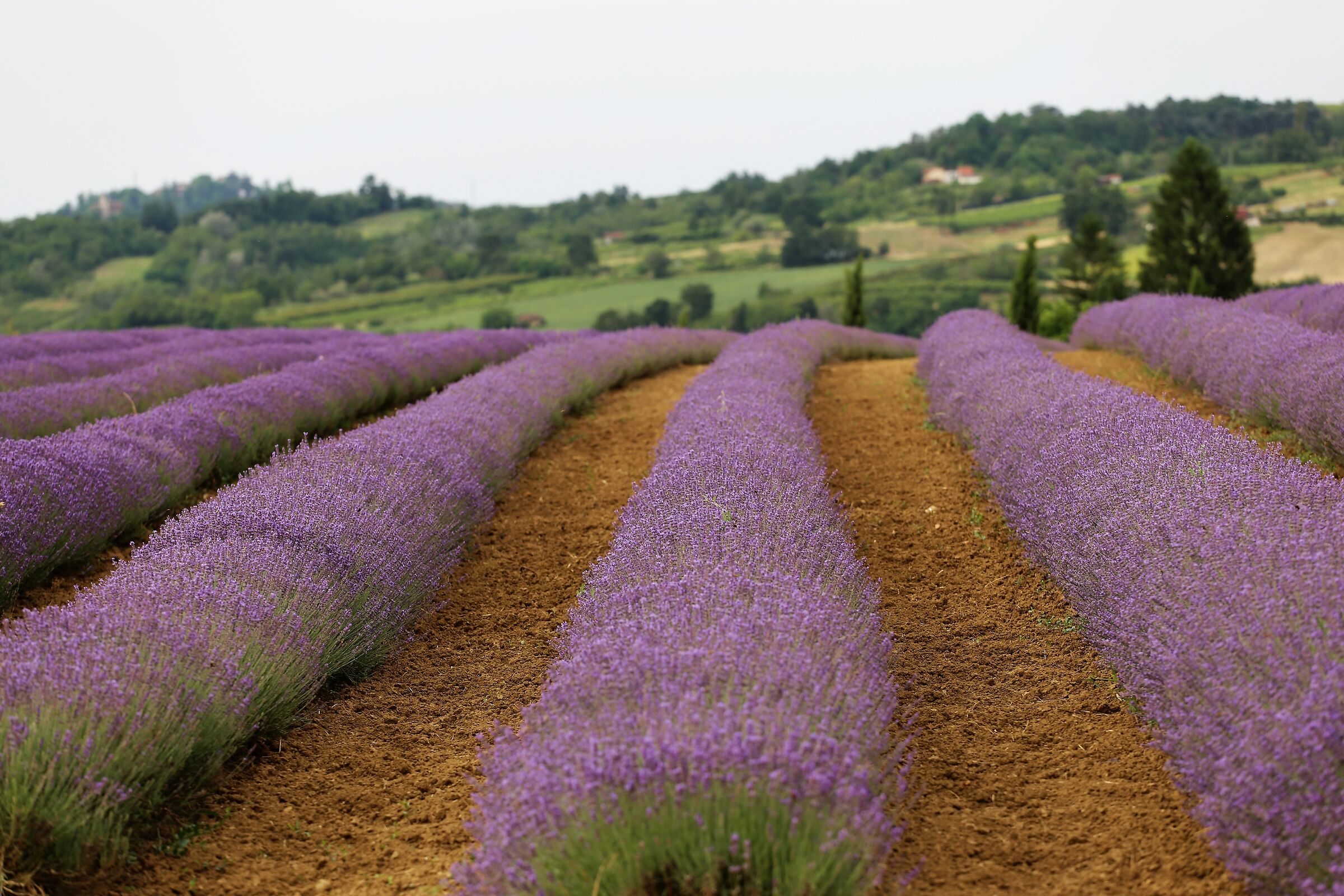 lavanda - Viguzzolo