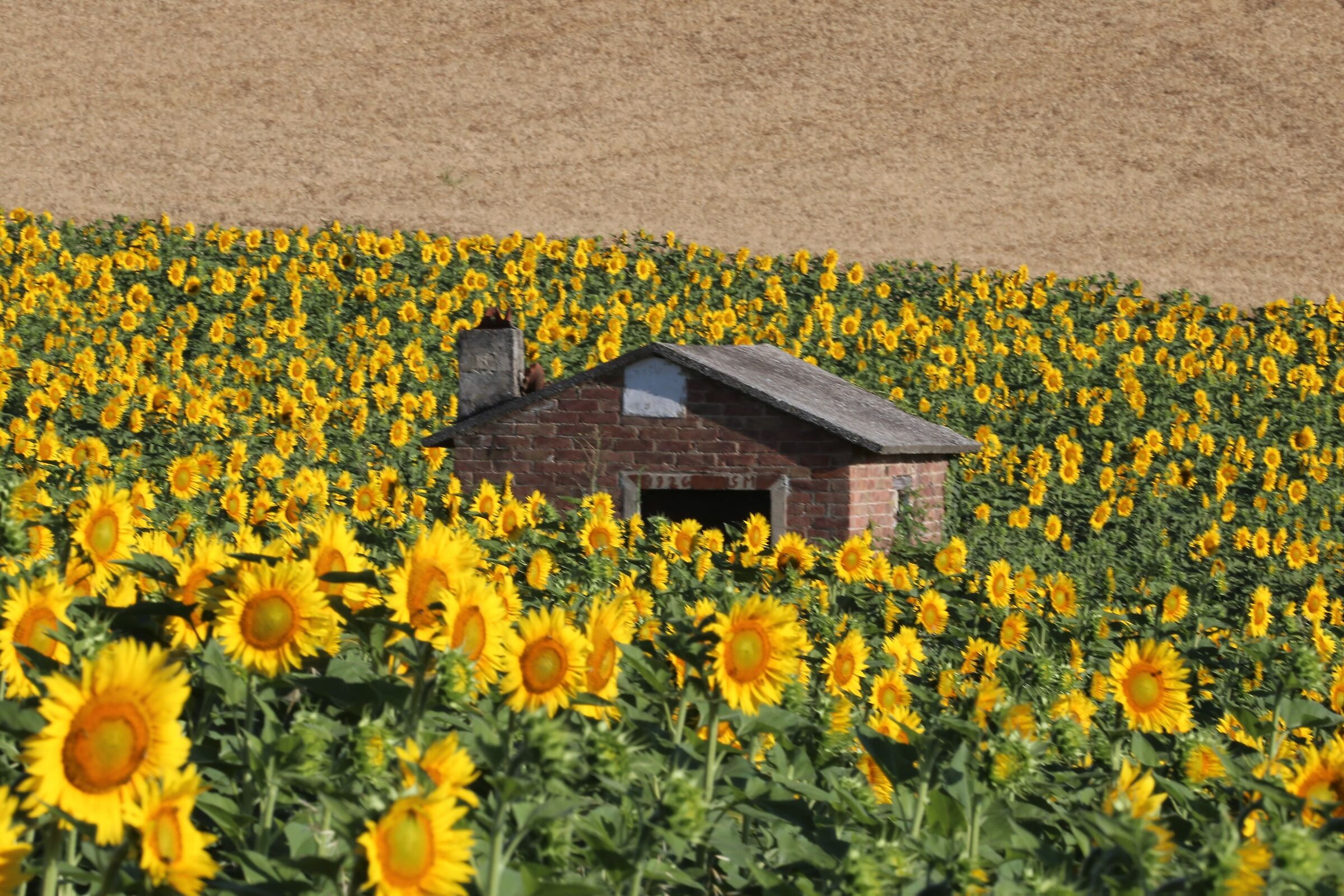 il casot fra i girasoli