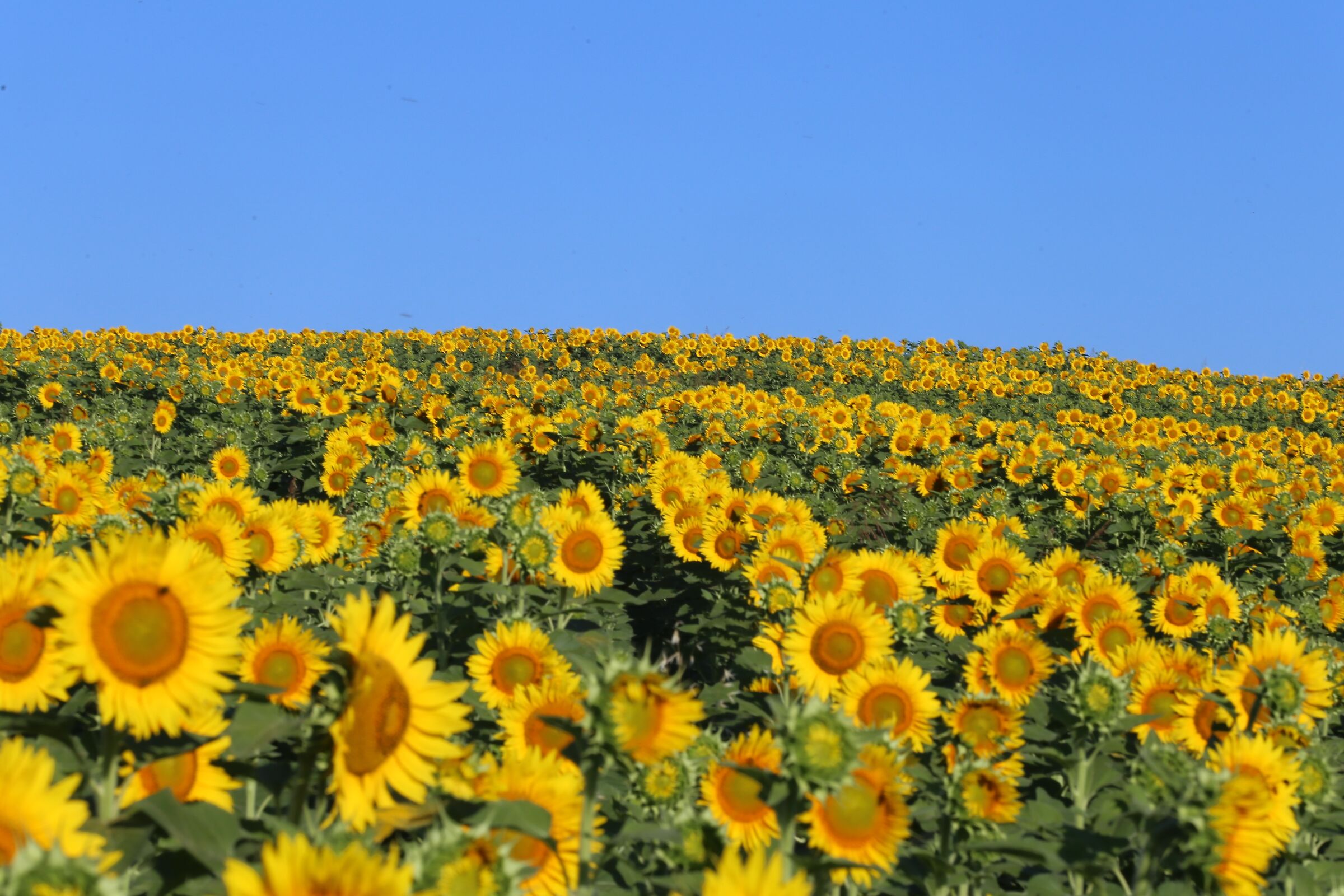 la collina... dei girasoli