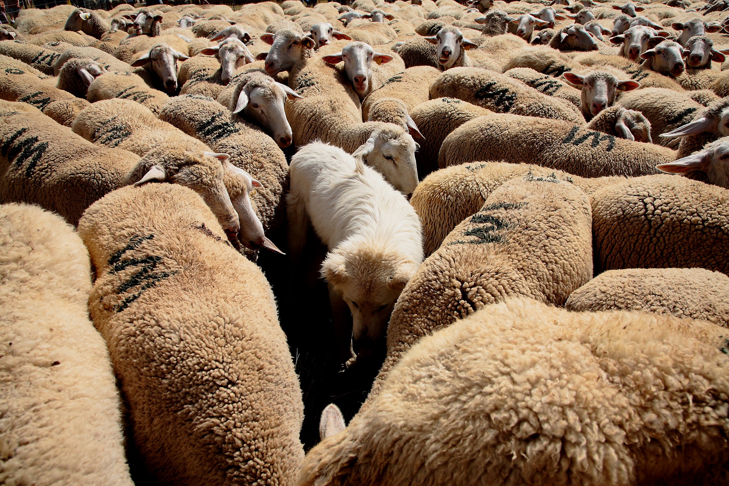 The Guardian prisoner