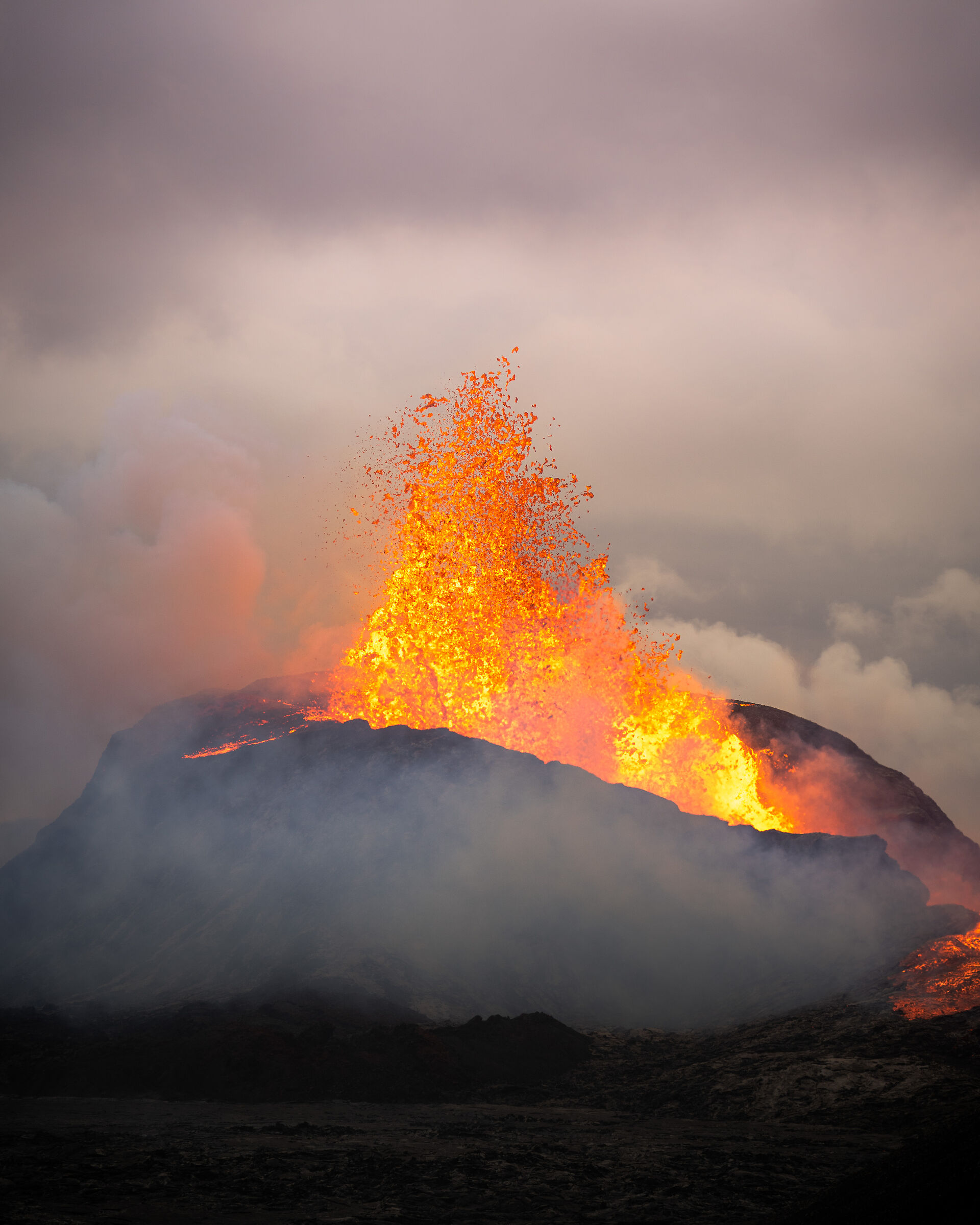 Zampilli di felicità