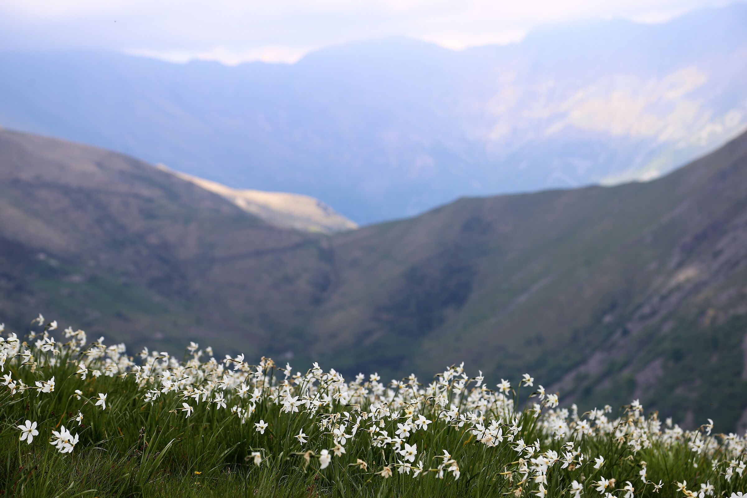 Narcisi canavesani - Pian delle nere