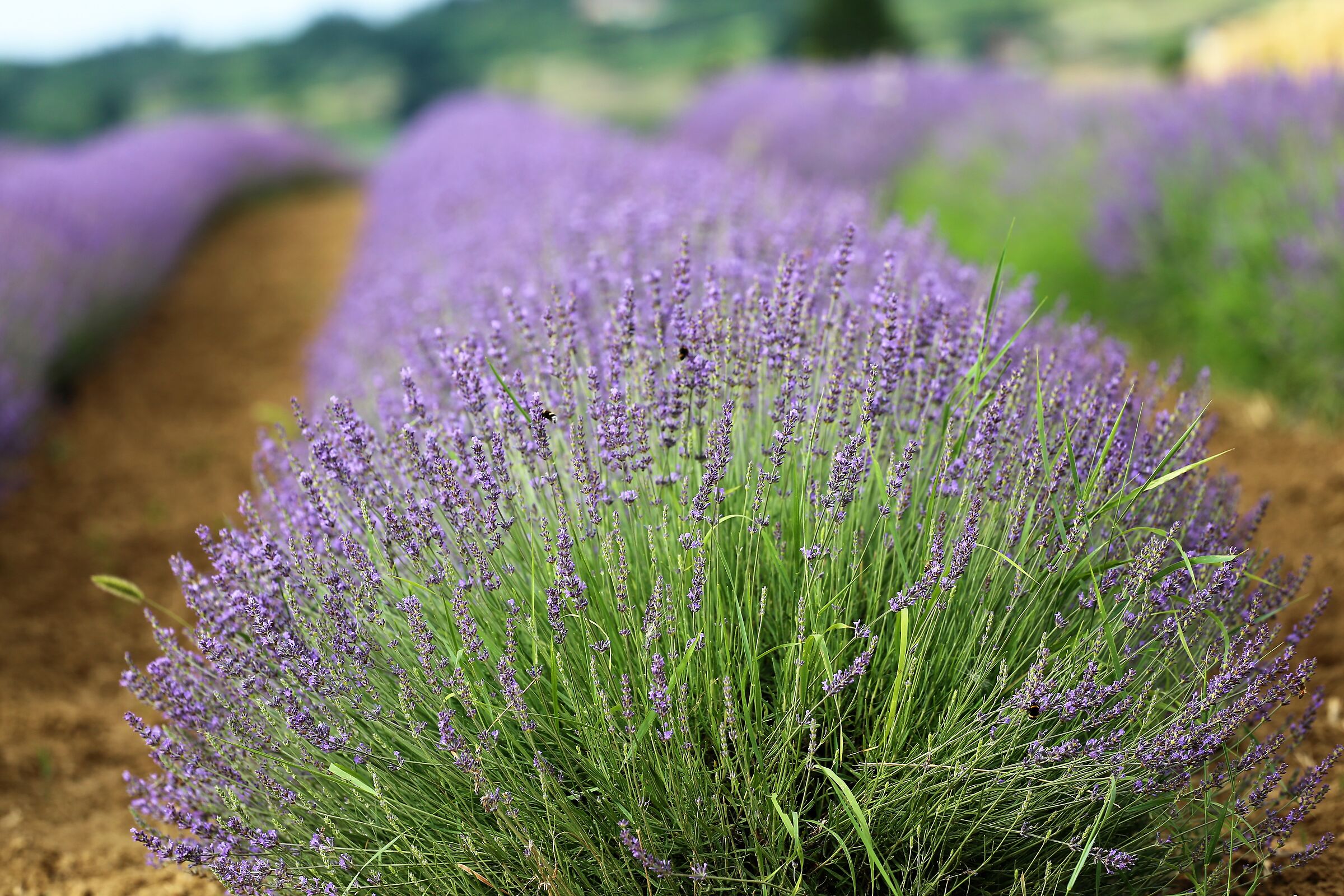 Lavanda