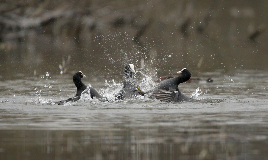 Catfights Coots