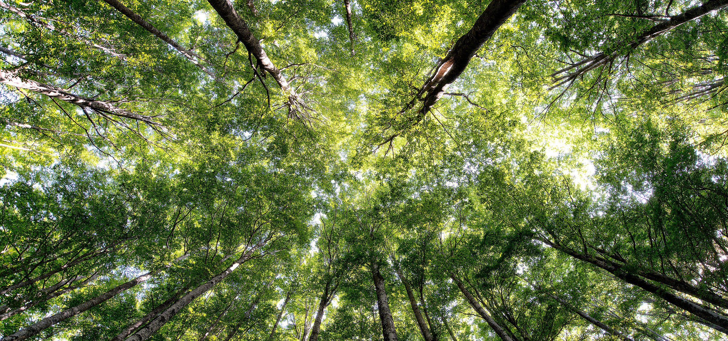 Colori della Foresta