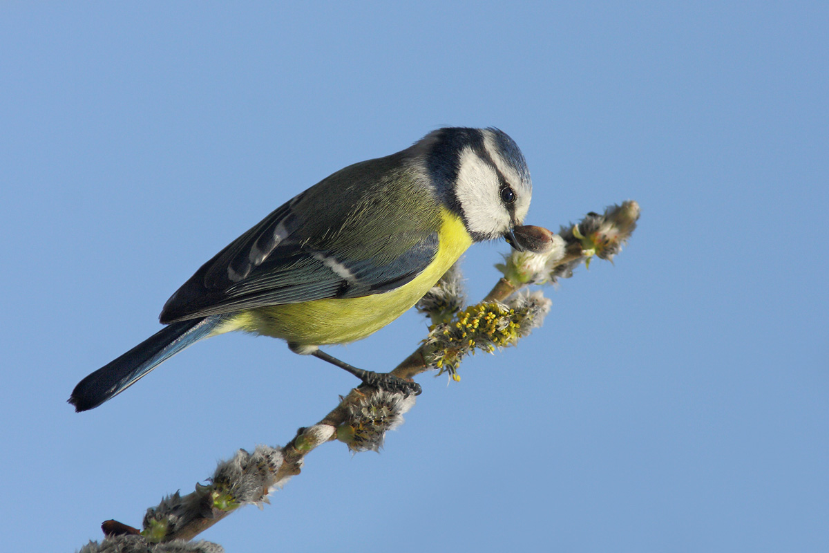 Tit Essential Classic Portrait