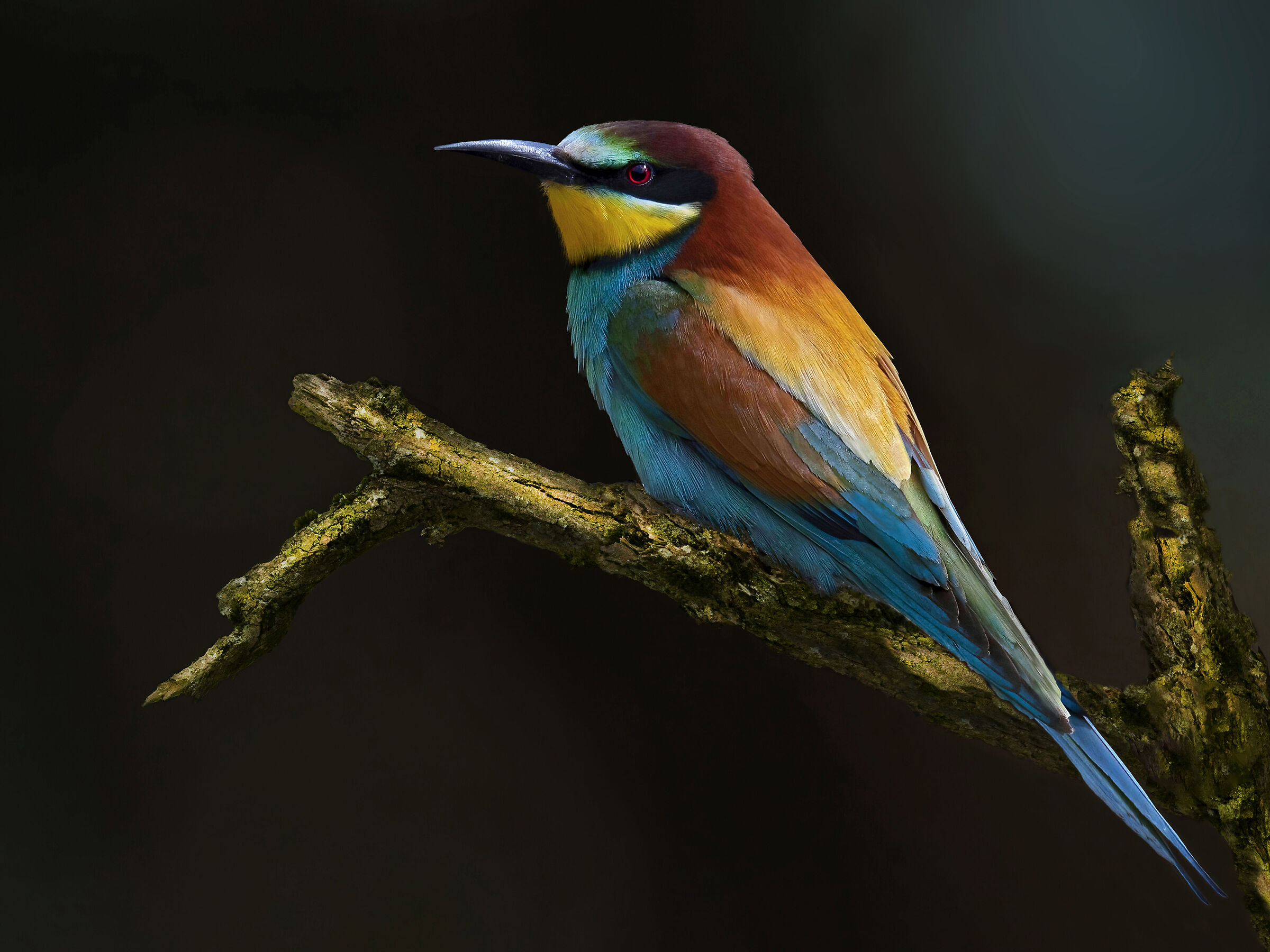 Gruccione in the dark