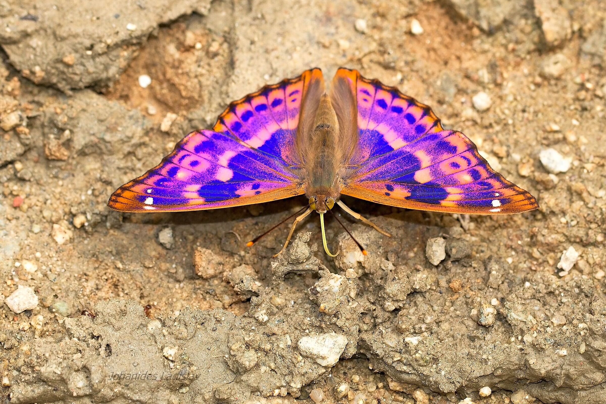 Apatura ilia (maschio)