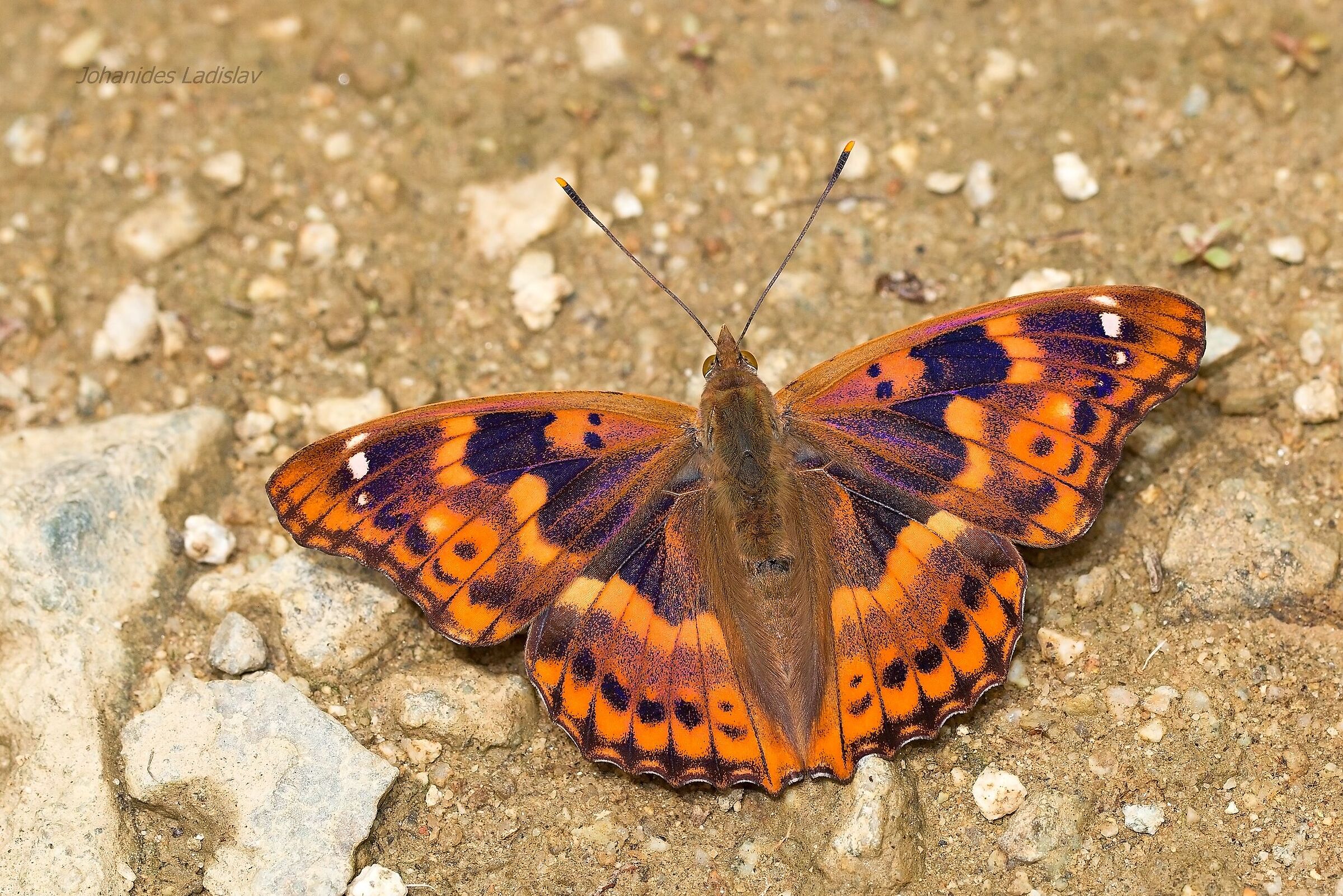 Apatura ilia (maschio)