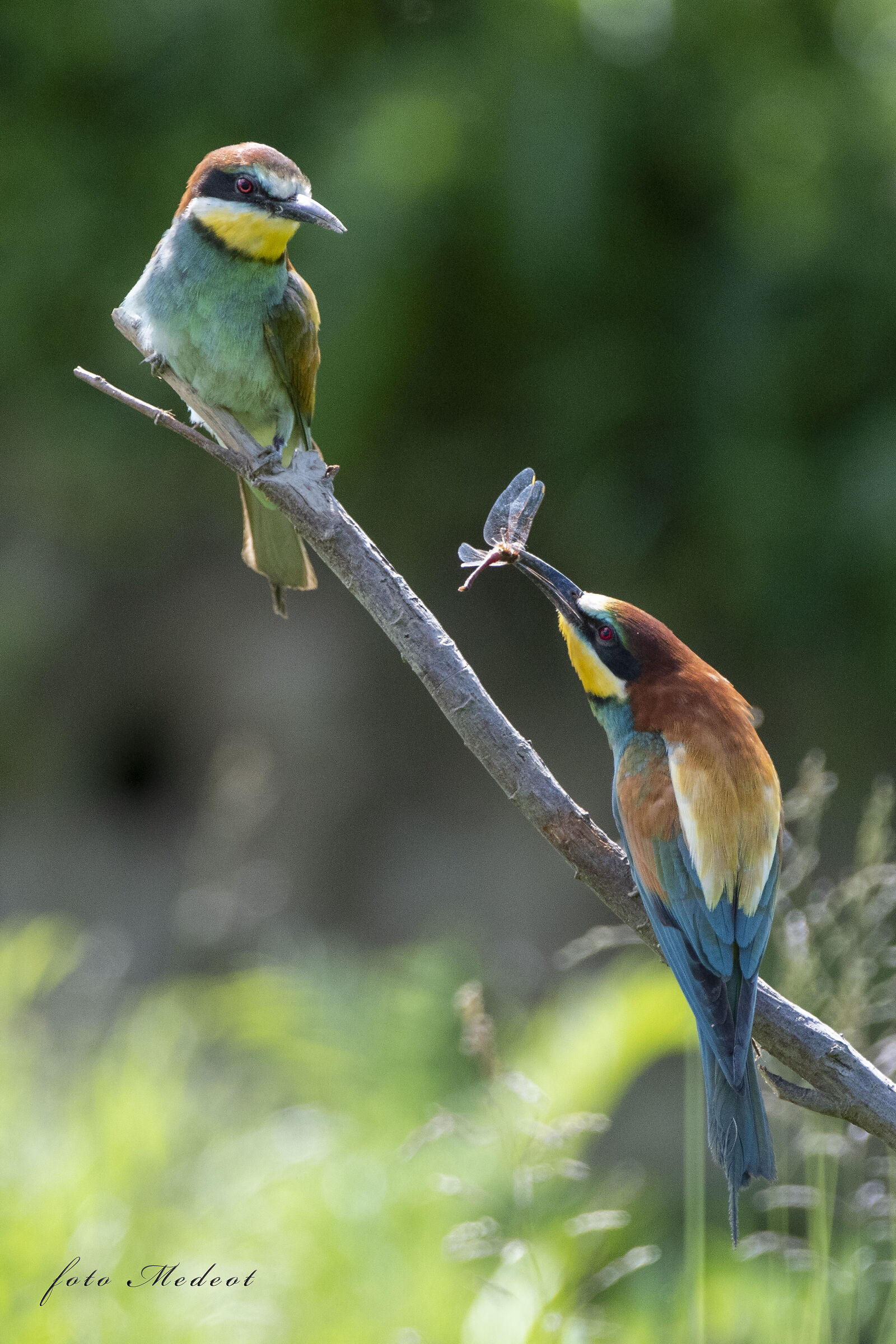 Gruccioni, una libellula in dono