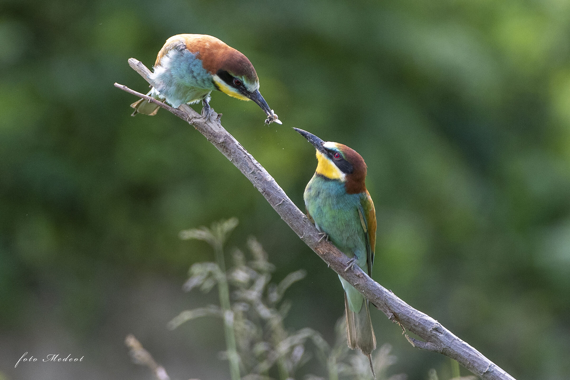 Gruccioni, un'ape in dono