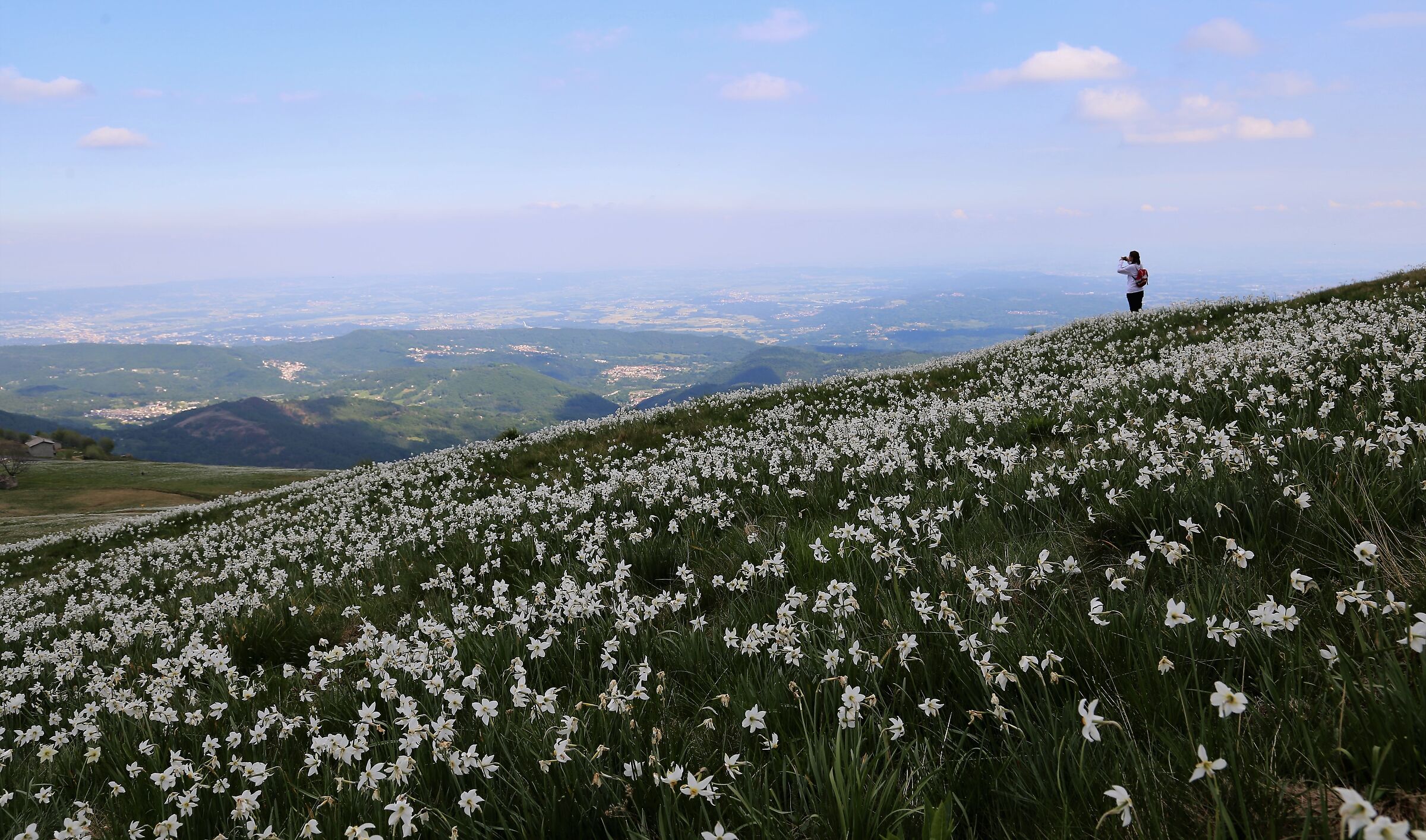 Narcisi al pian delle nere