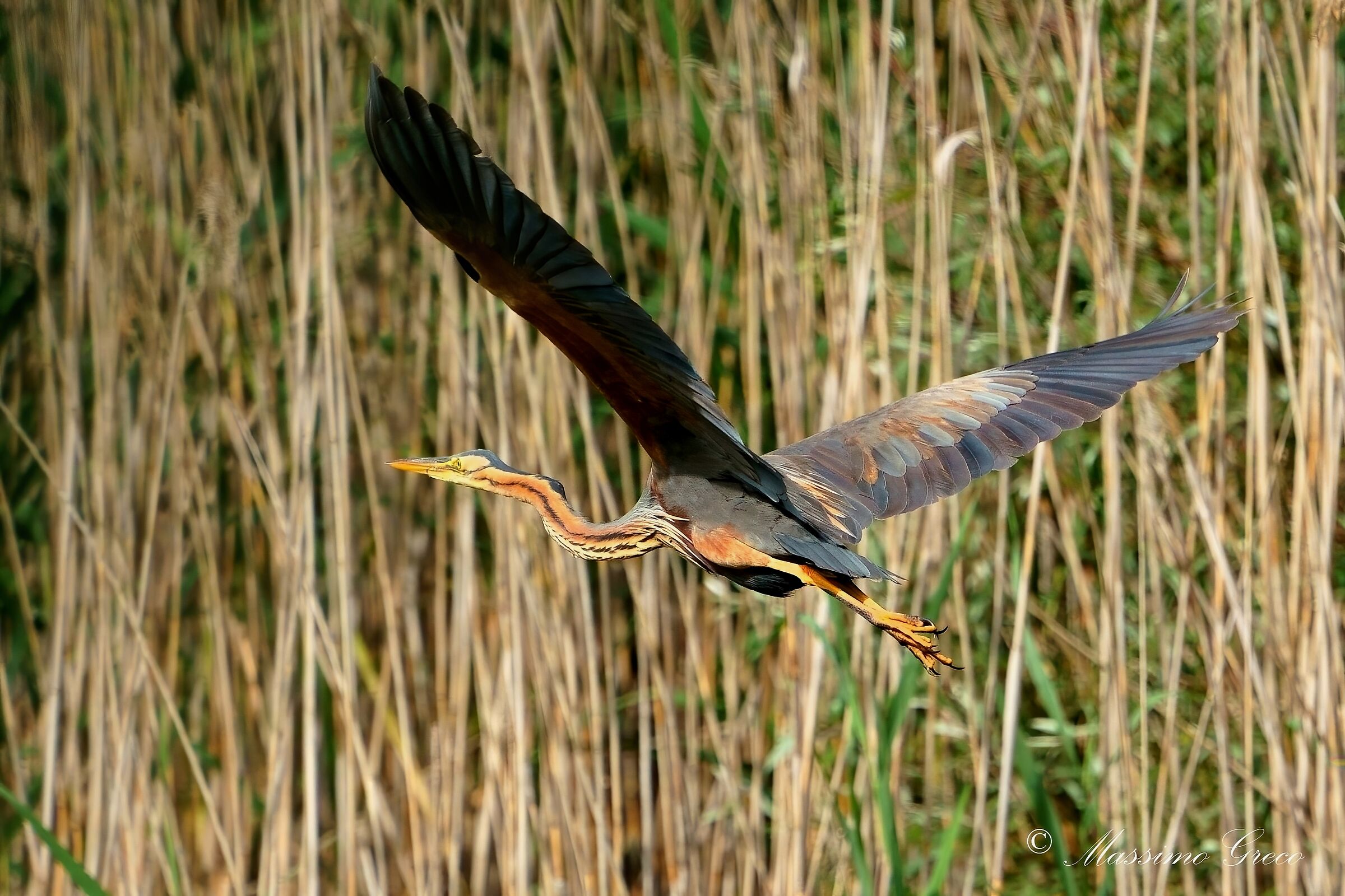 Airone rosso (Ardea purpurea)