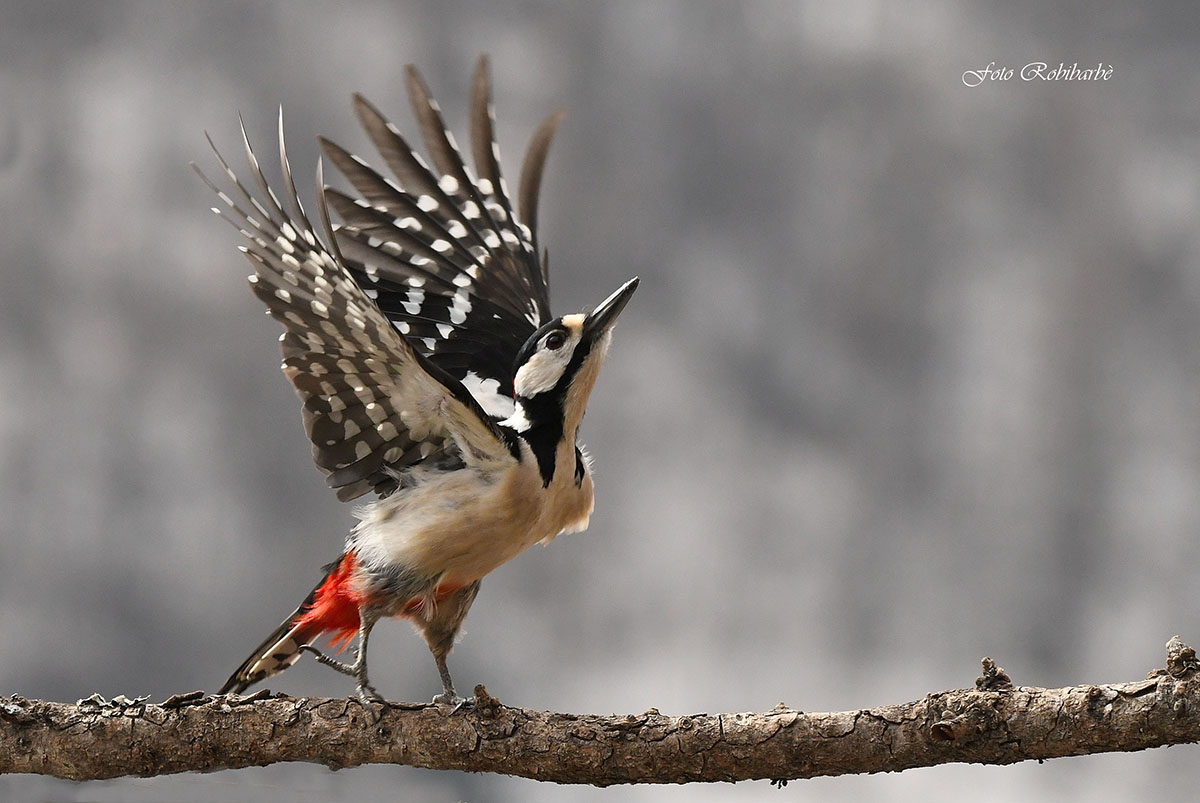 Picchio rosso maggiore...