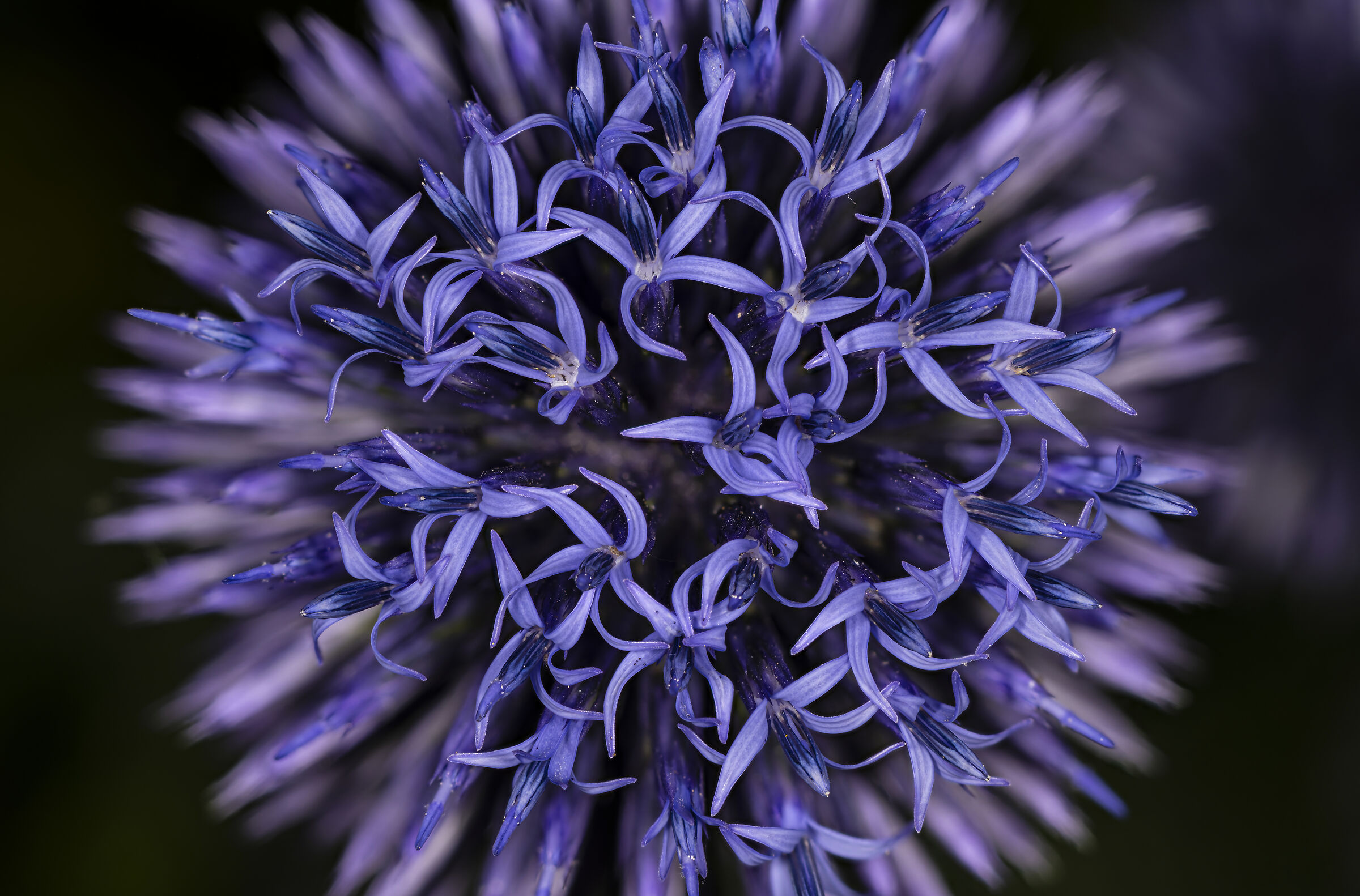 Every beauty has its thorns