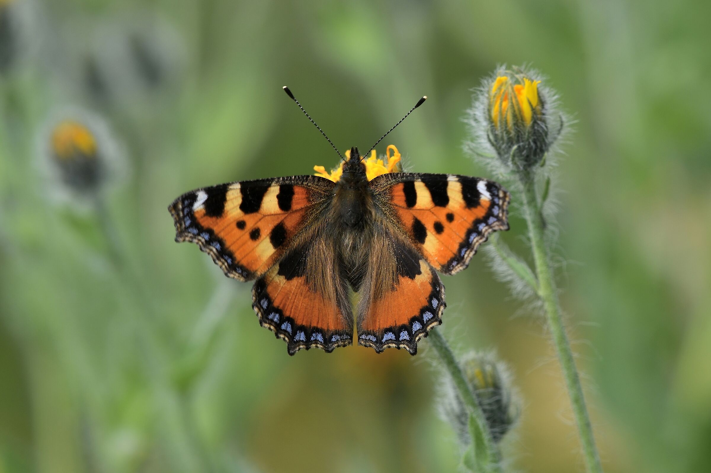 Aglais urticae