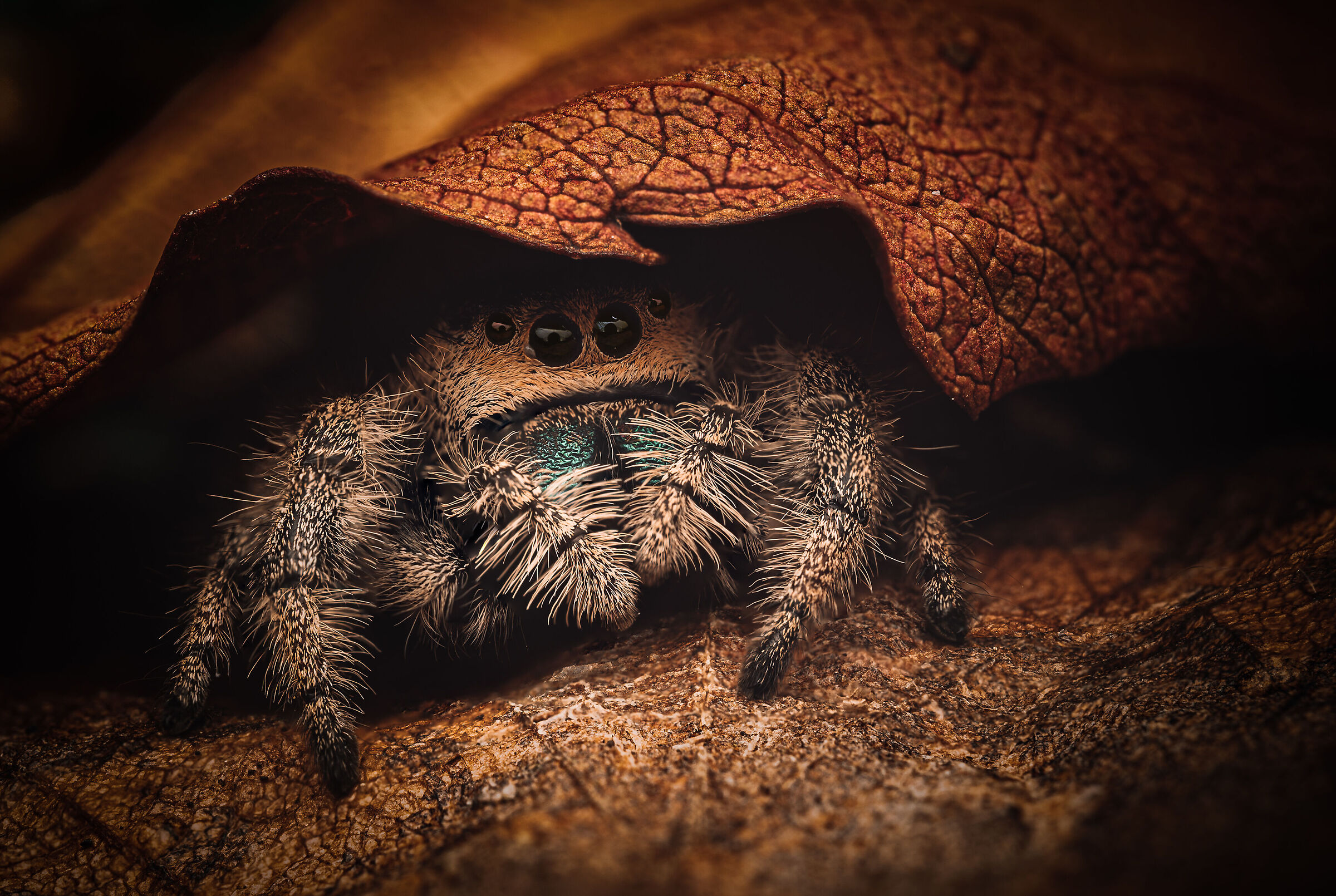 Jumping spider