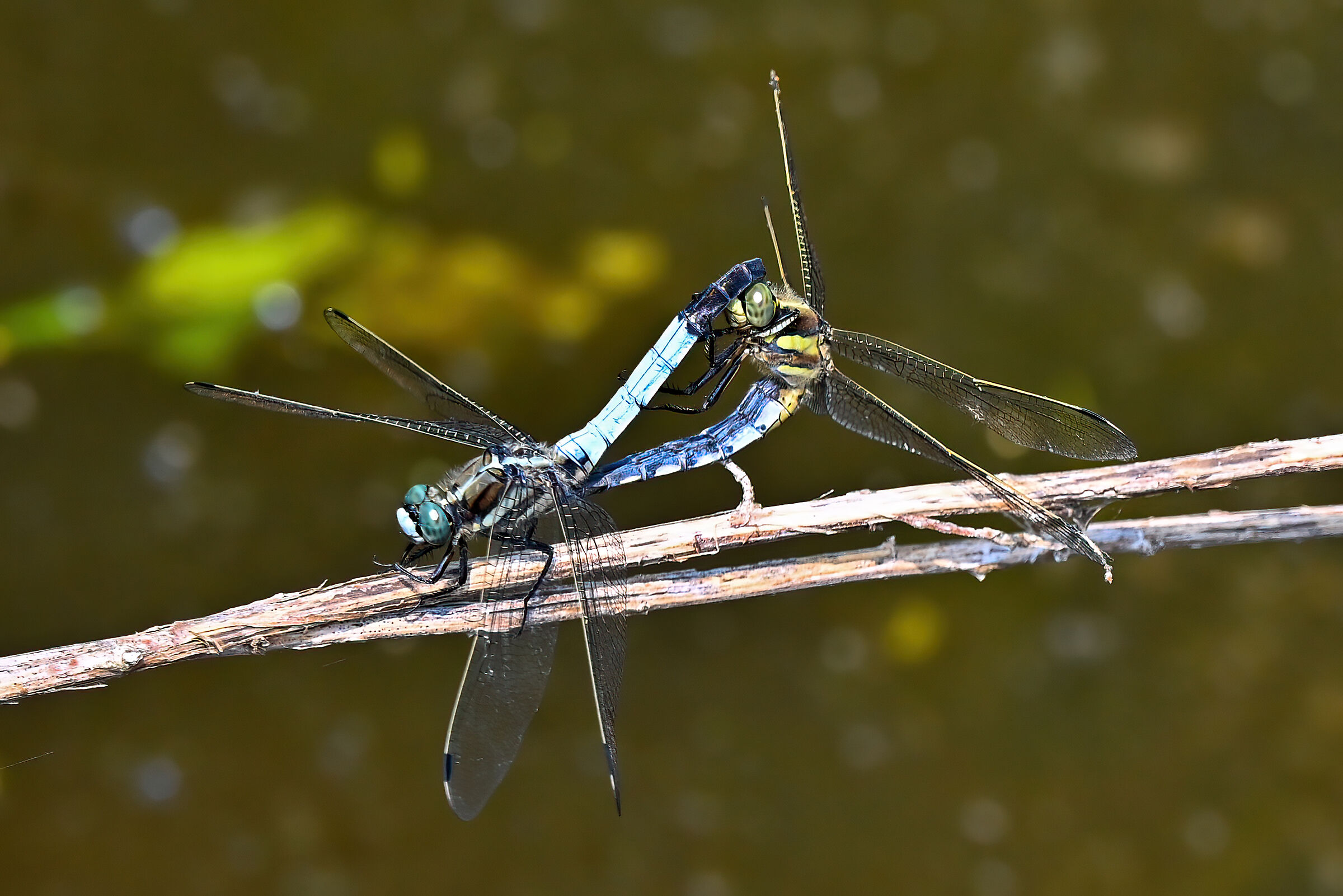 Orthetrum Albistylum