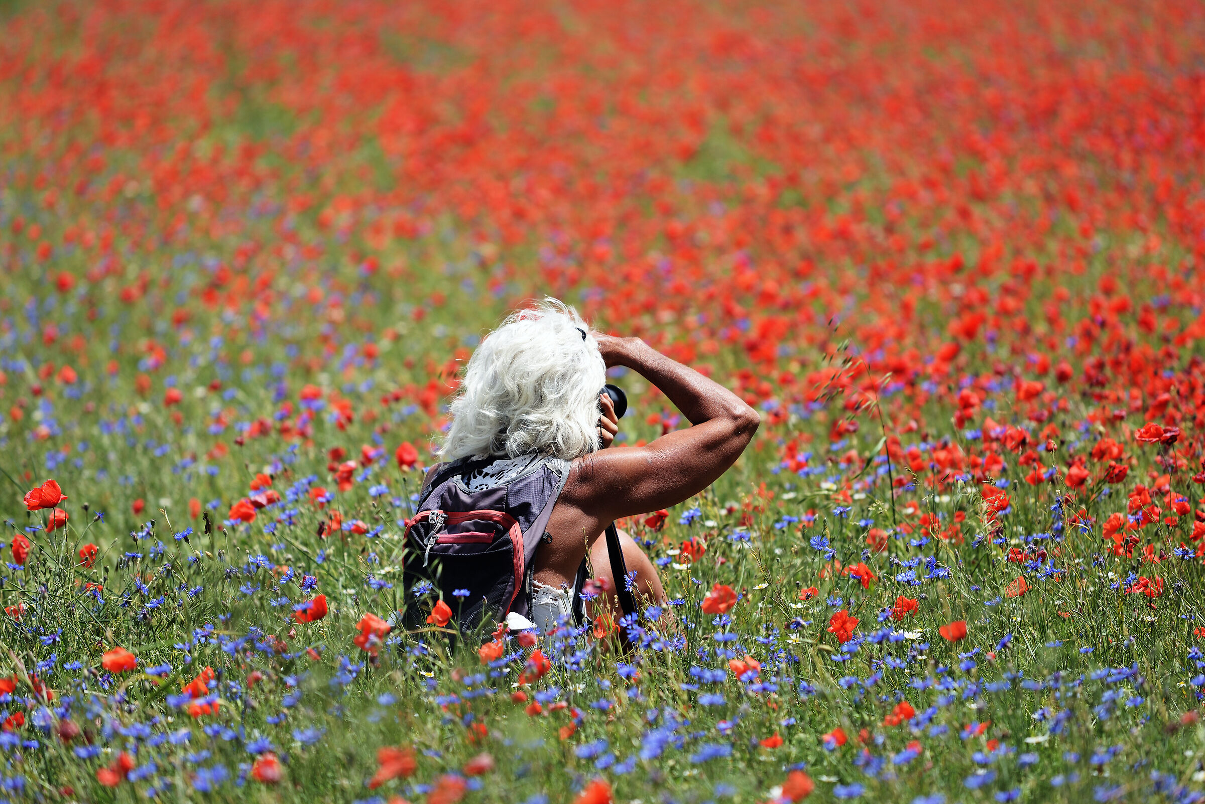 Photographer in the flower field