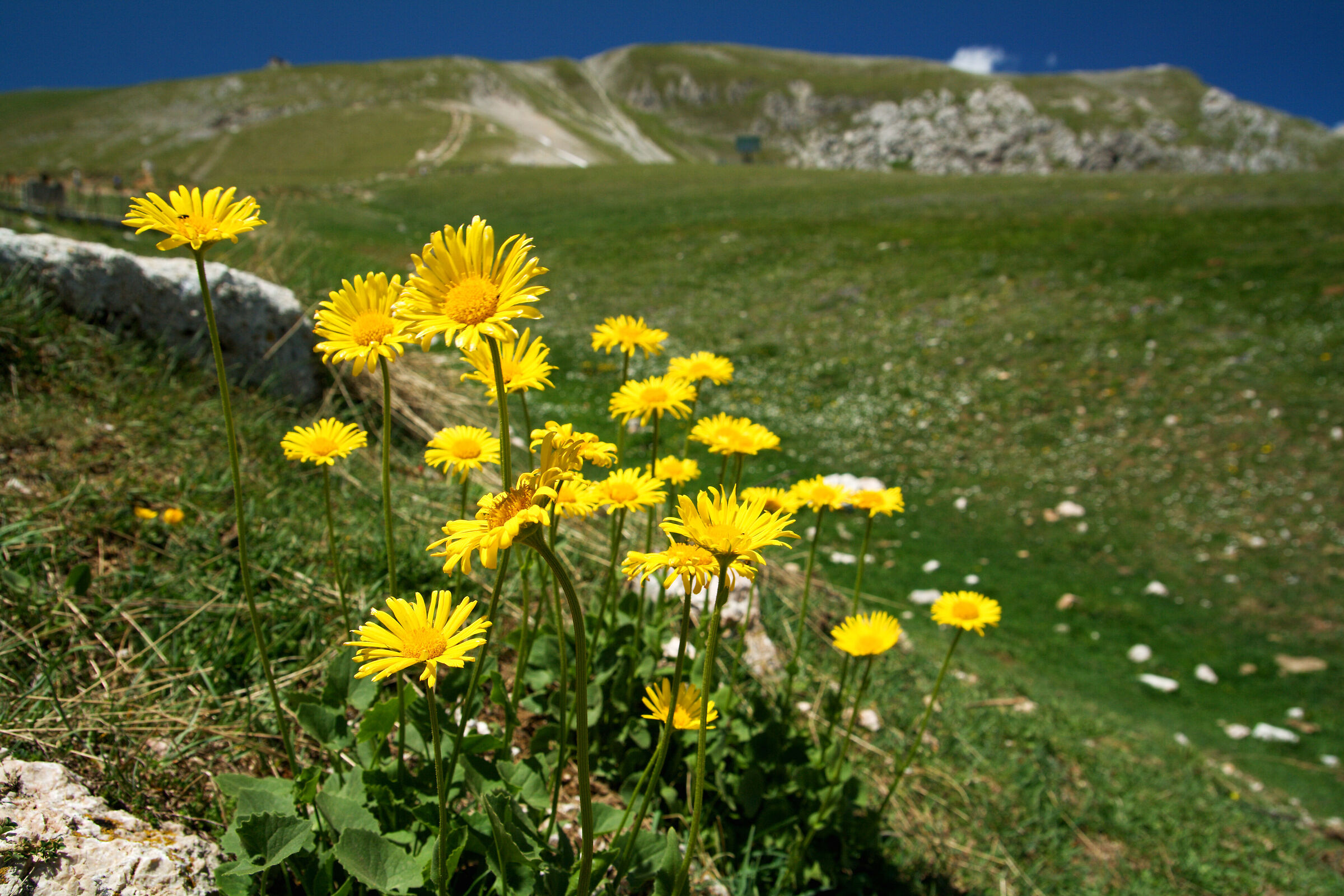 Margherite di Campo Imperatore
