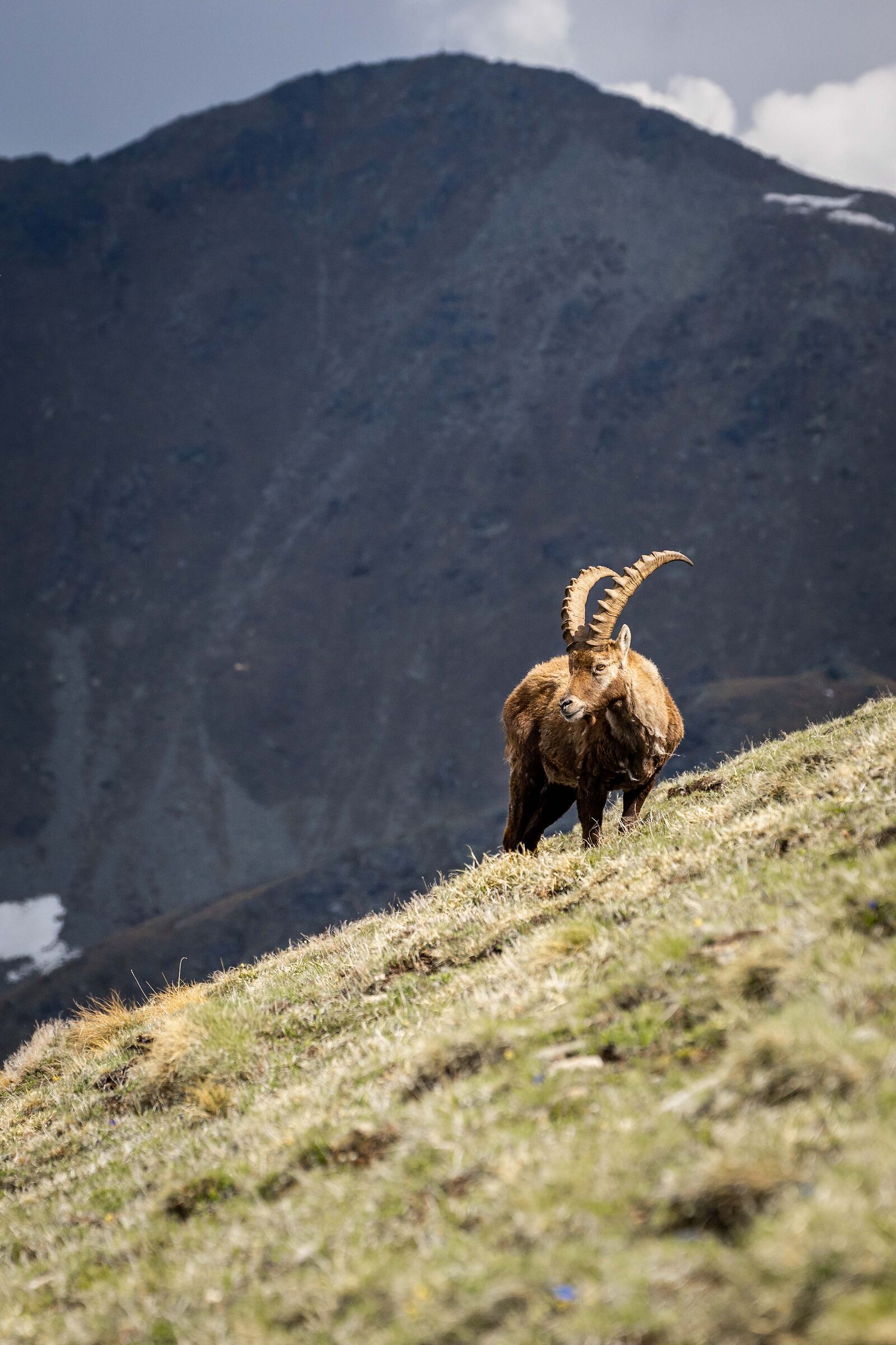 ibex