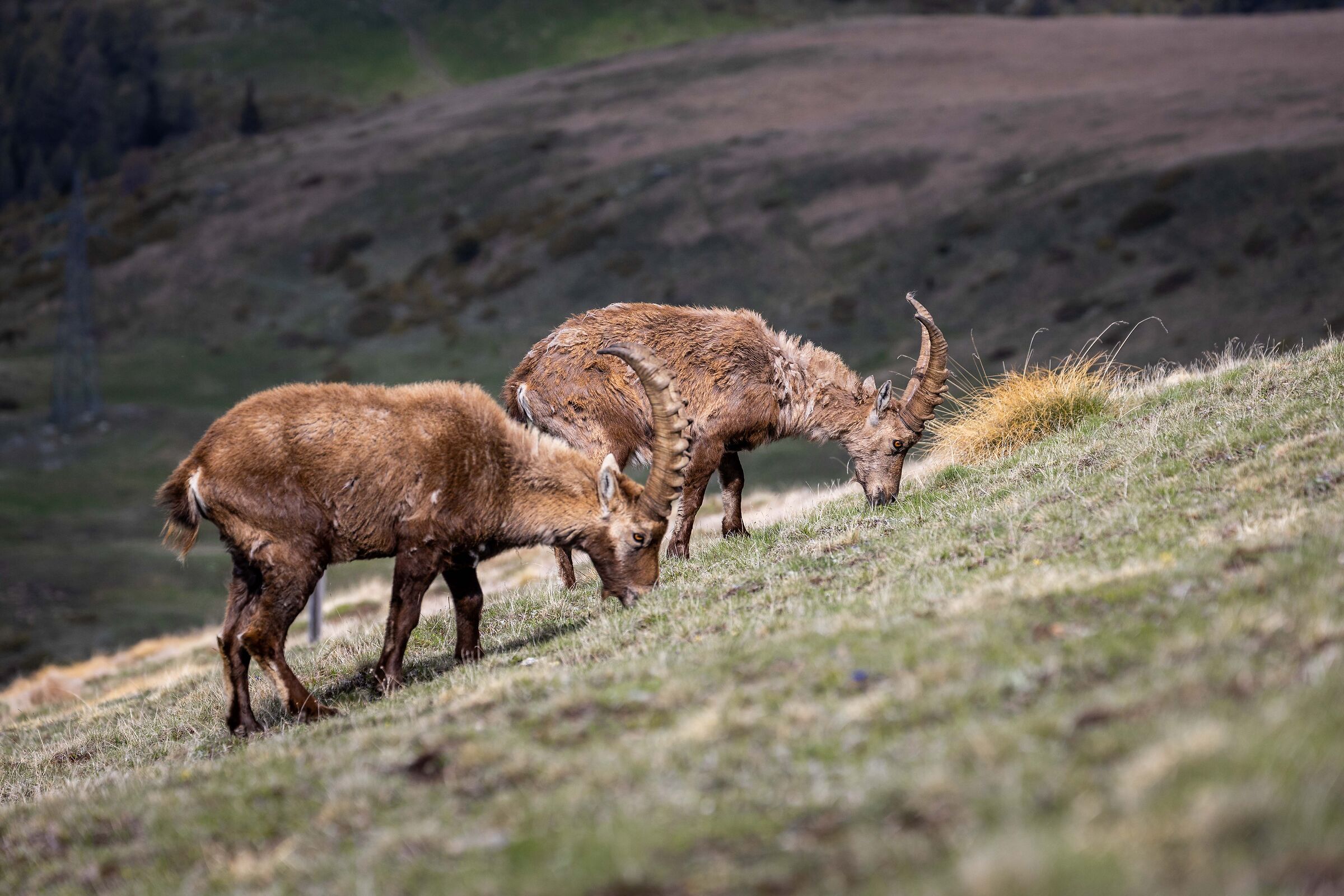 Ibexes on the Zerbion