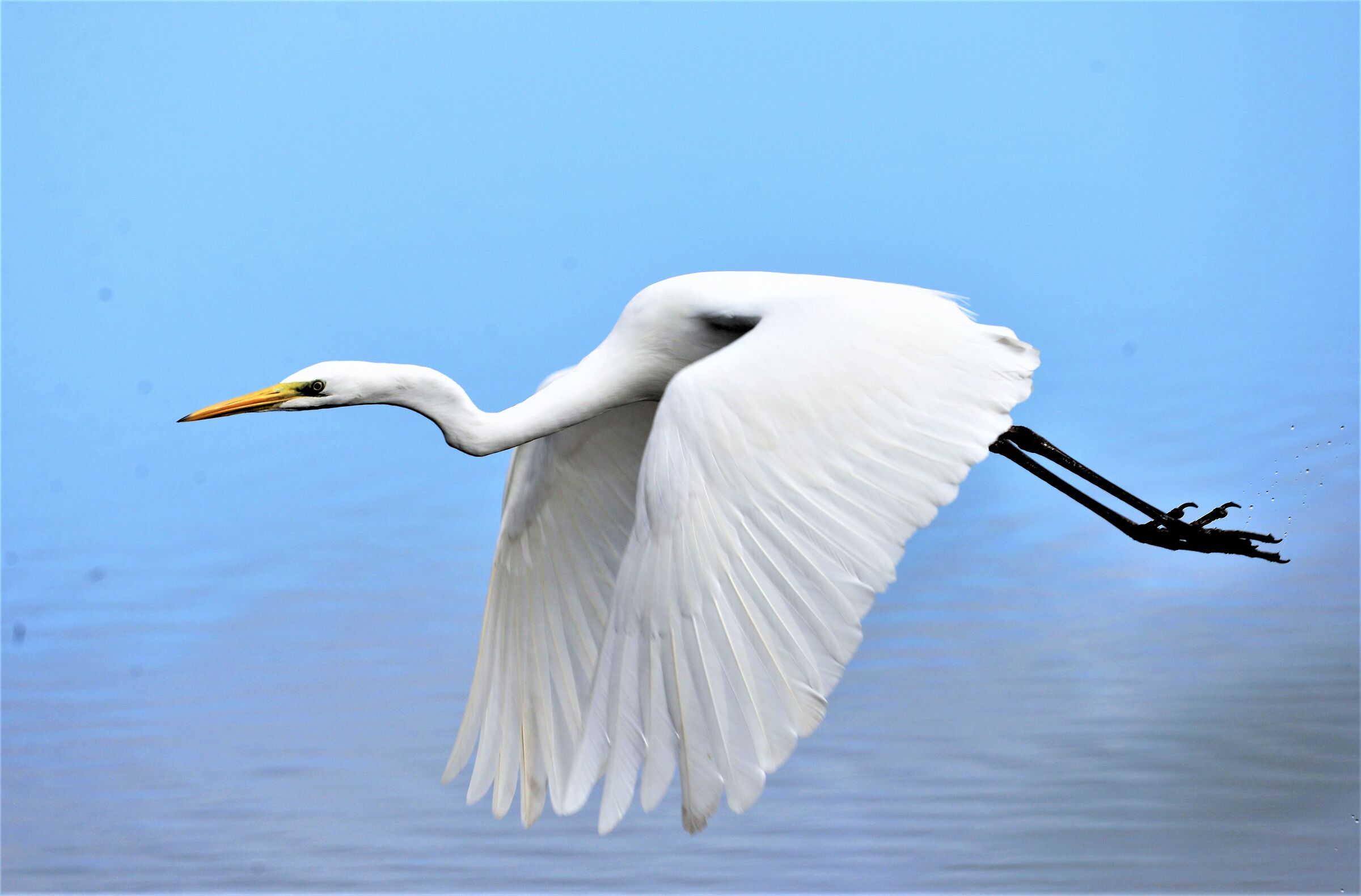 Ardea alba