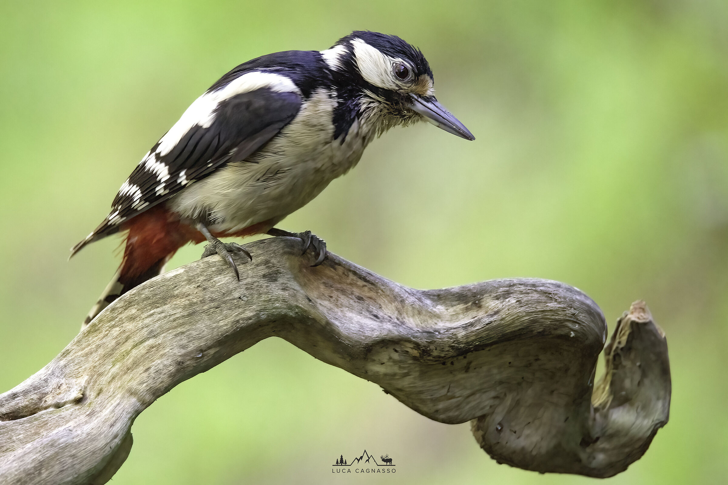 Picchio Rosso su posatoio