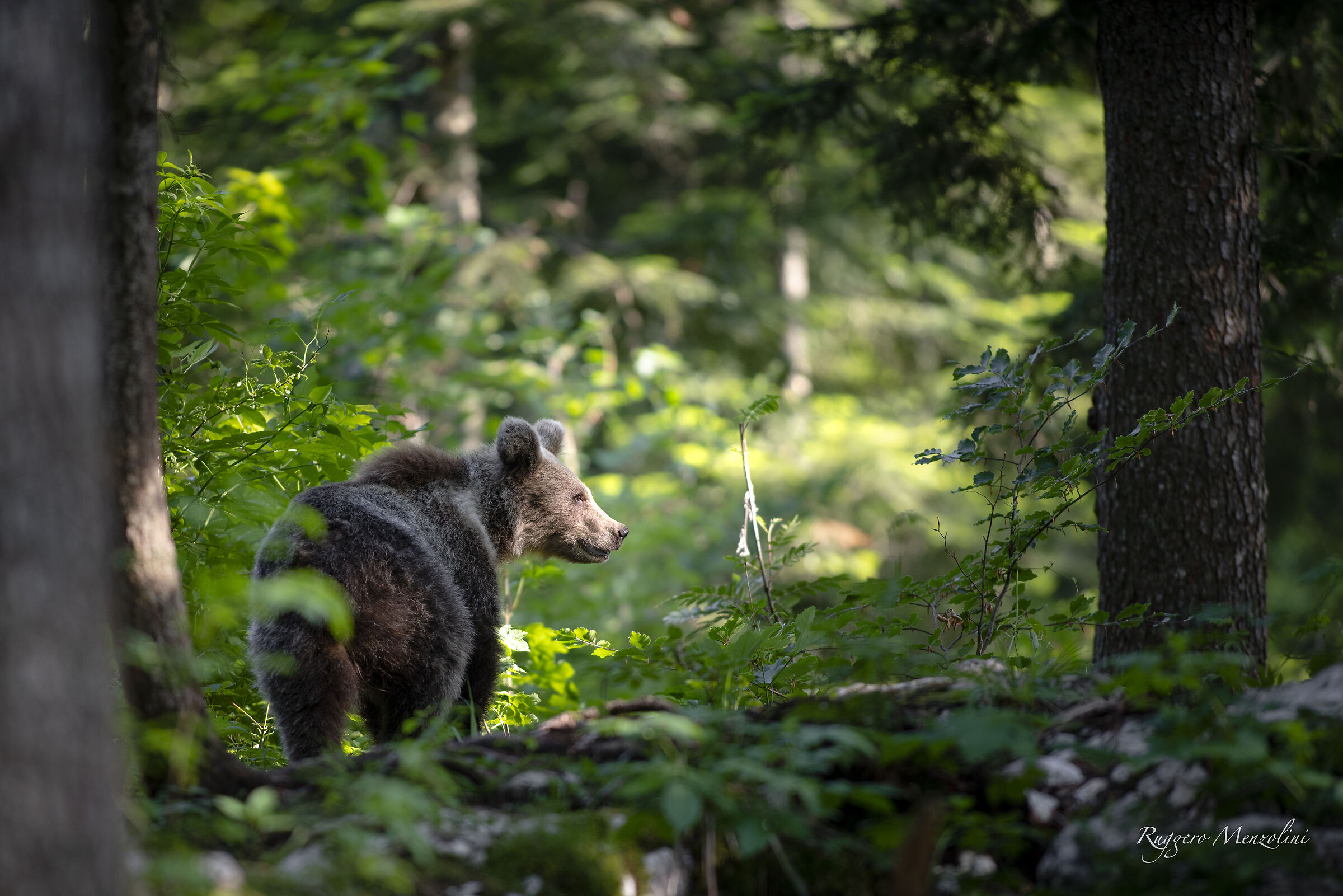 Brown bear