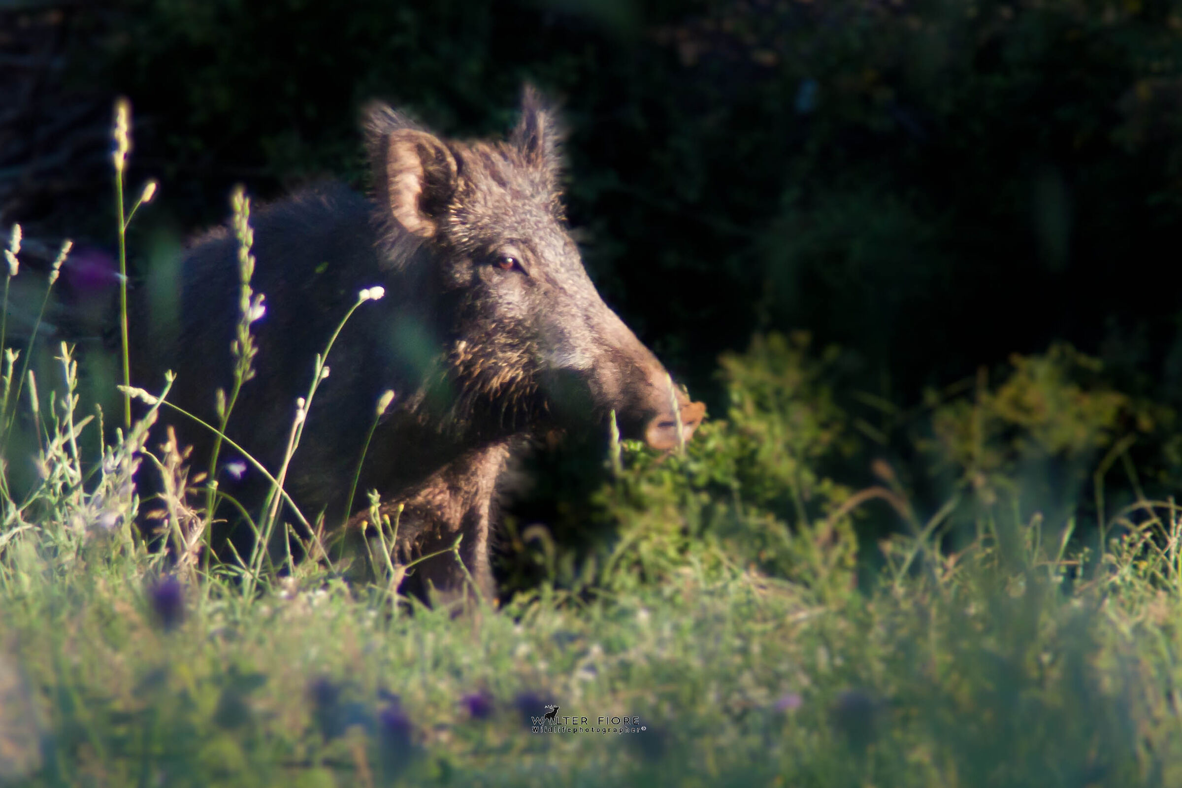 Suscrofa portrait