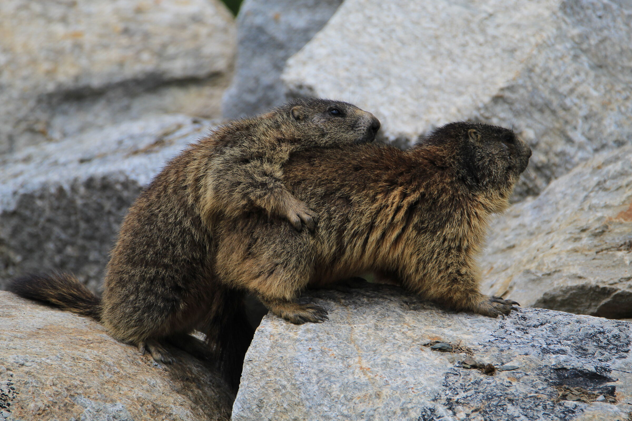 Coccole tra marmotte.
