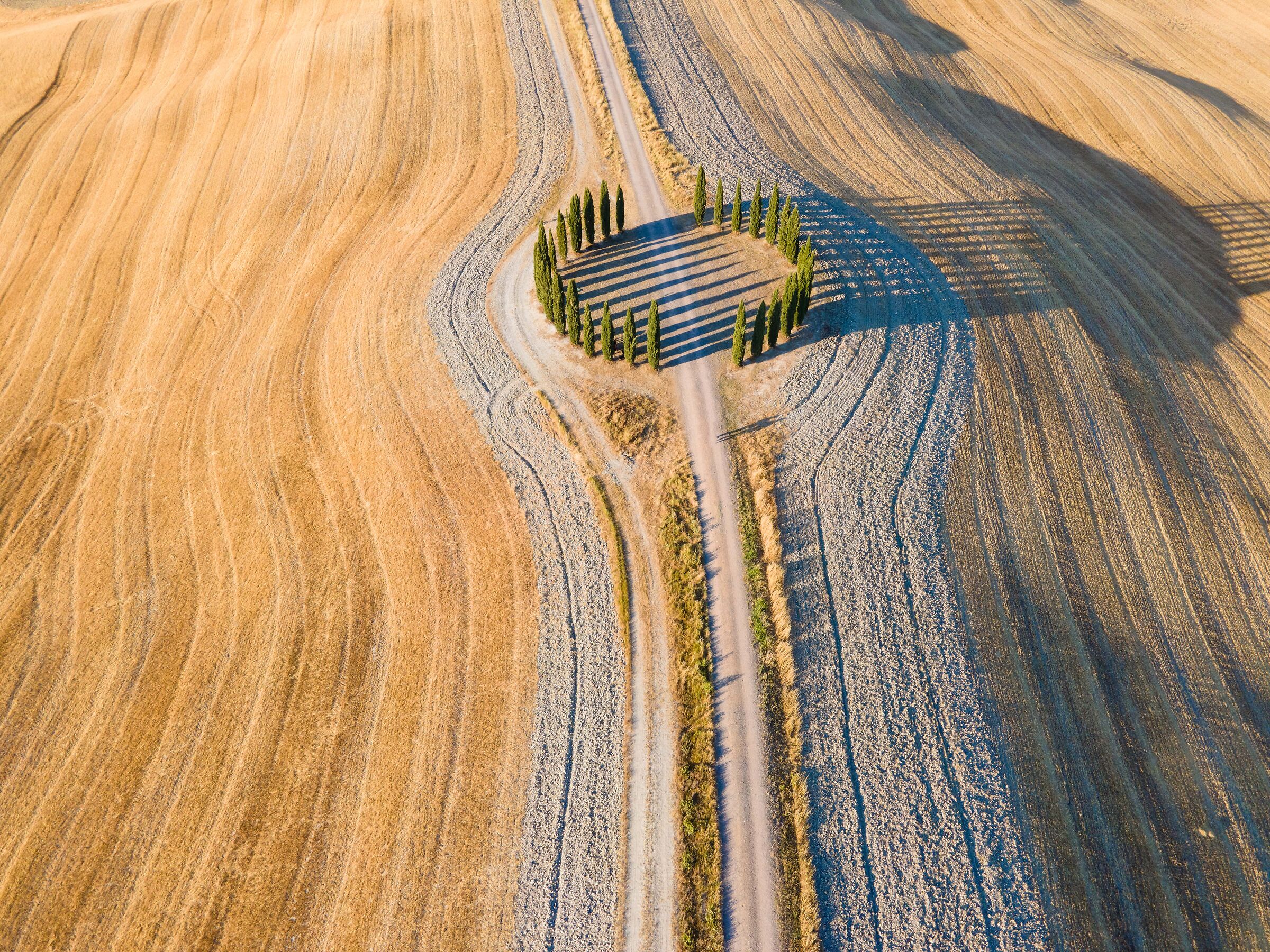 Val d'Orcia, cipressi