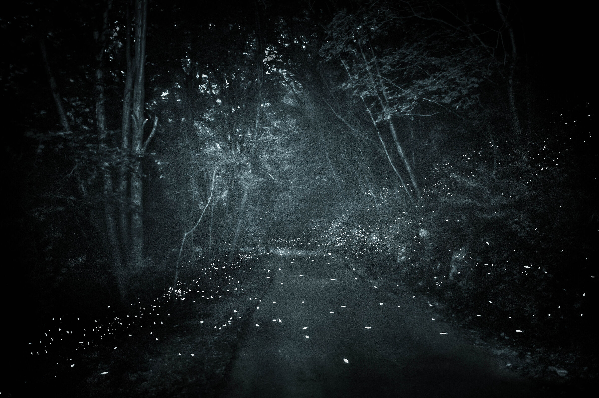 The Goblins of the woods cross the road.