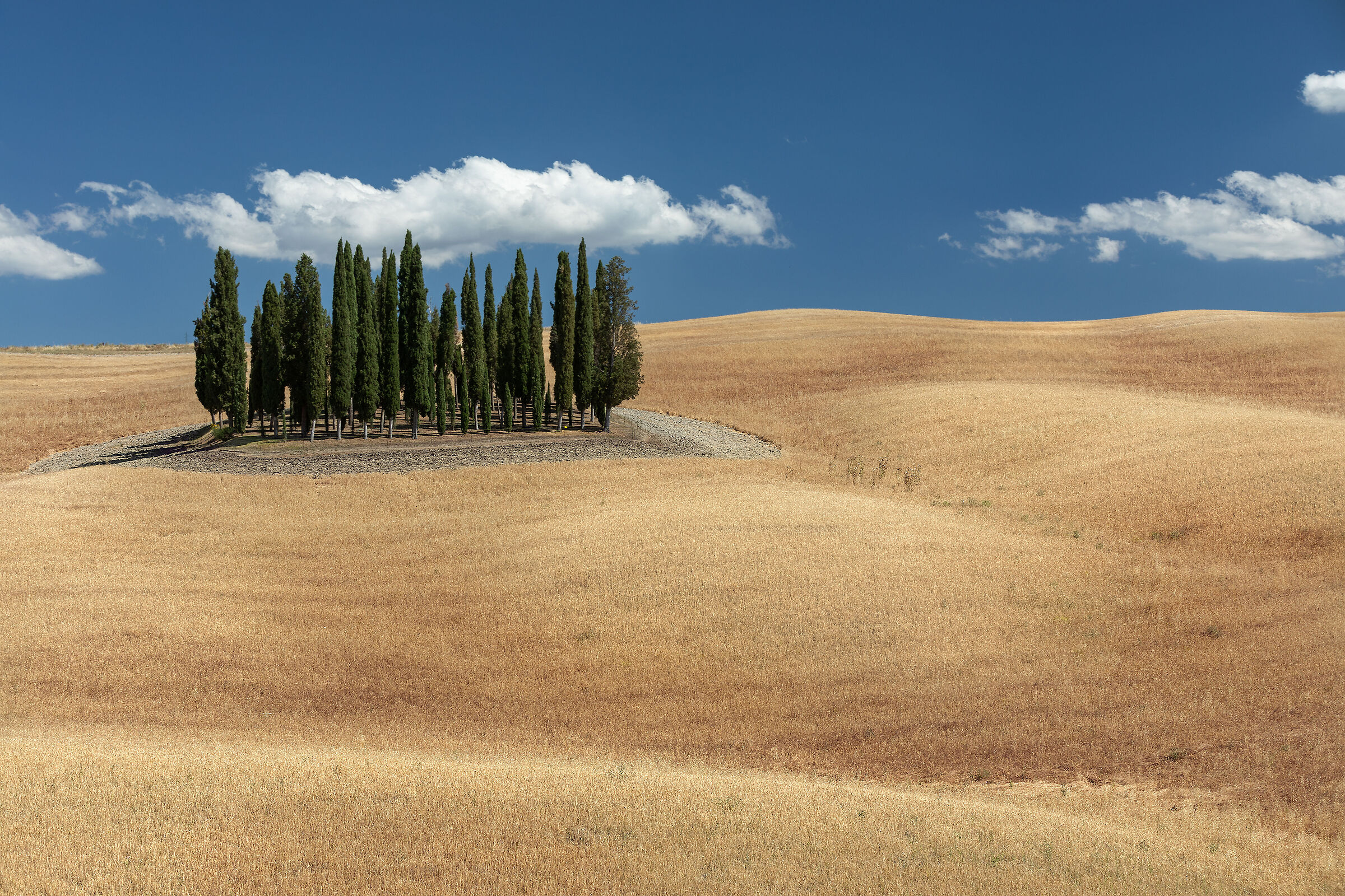 Grano color oro, cielo color zaffiro