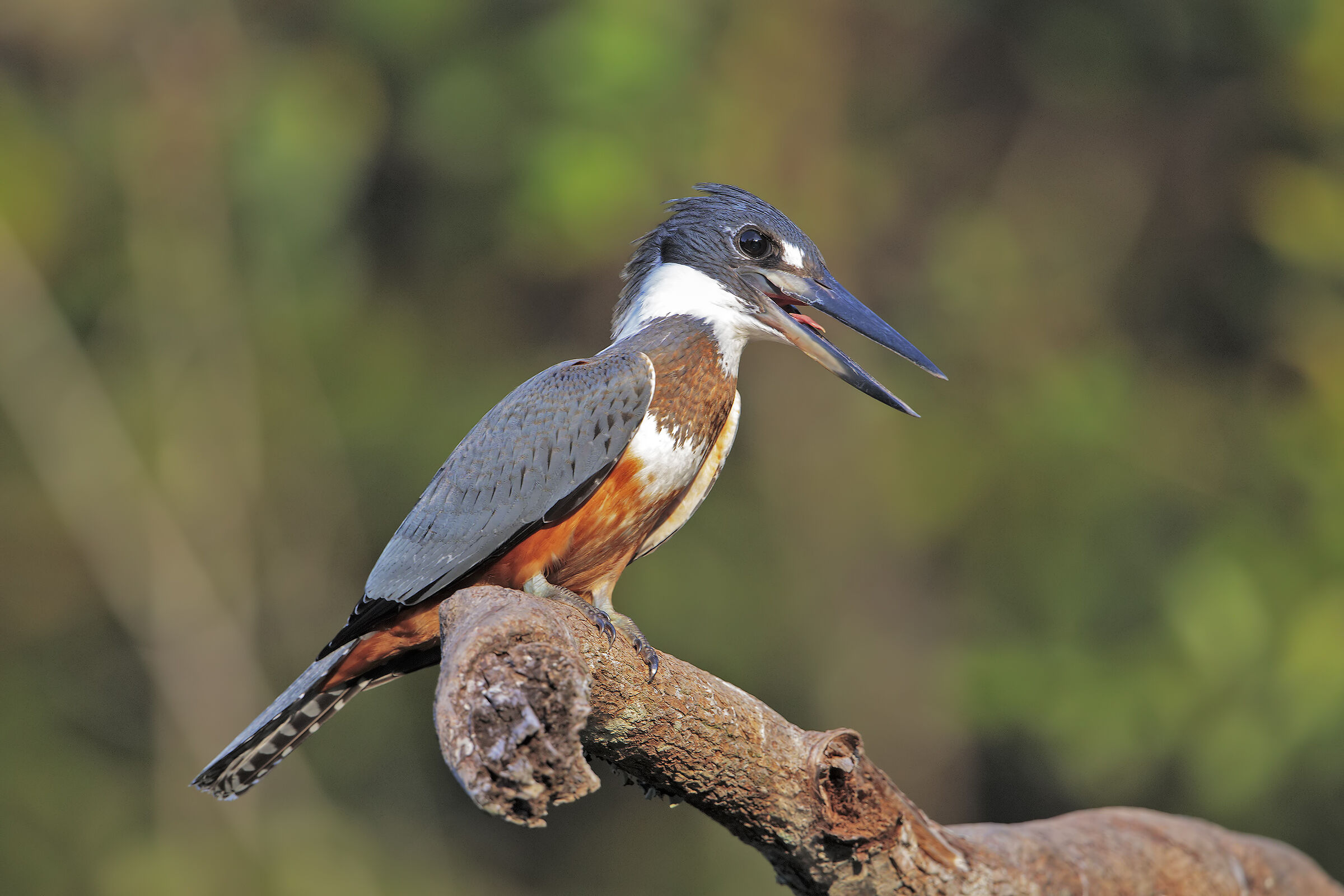 Collared kingfisher