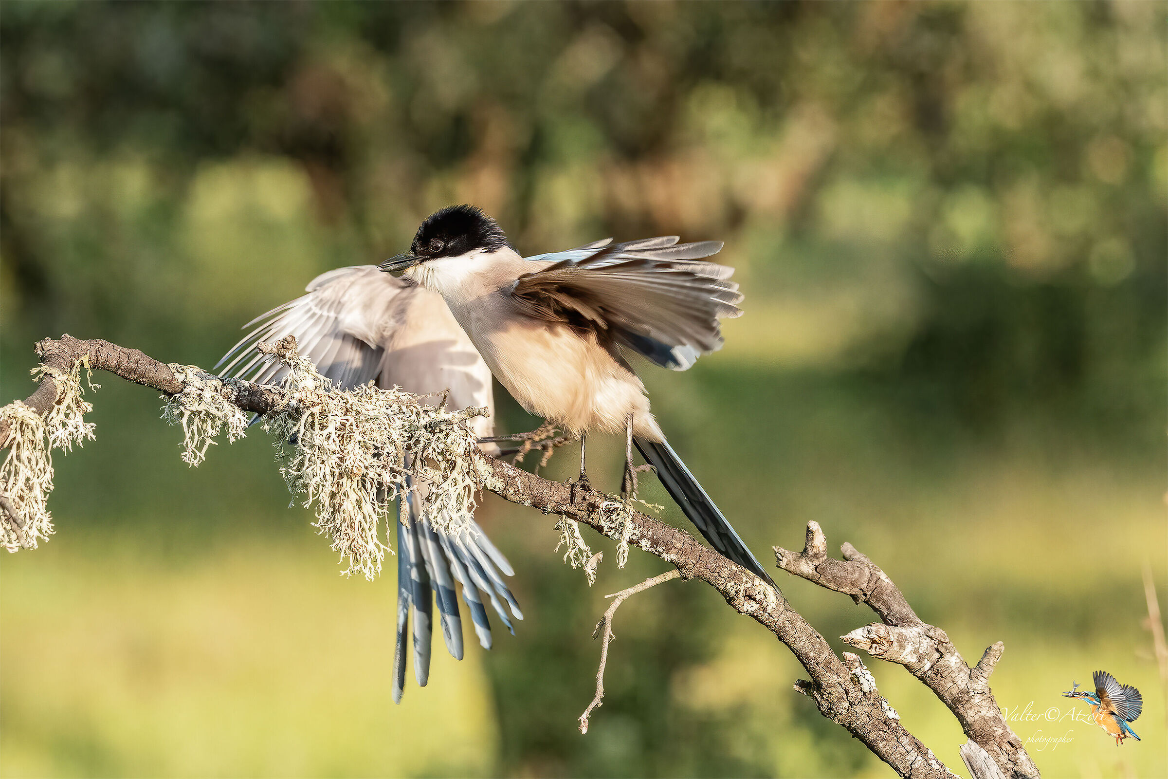Pussa via brutta bertuccia