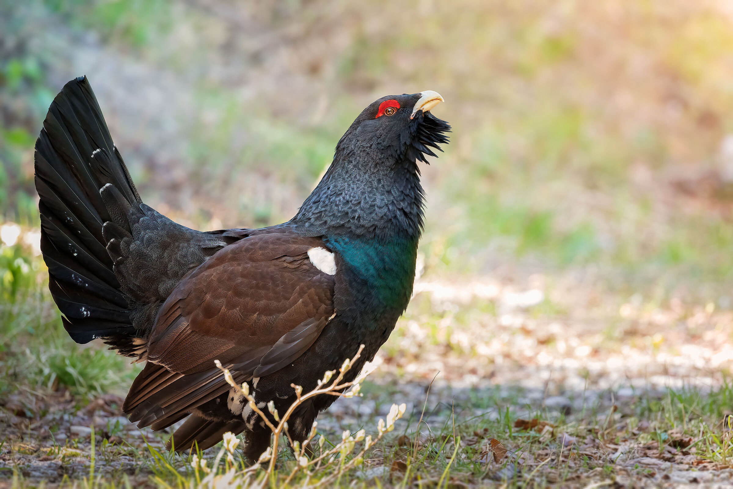 The power and elegance of the Urogallo