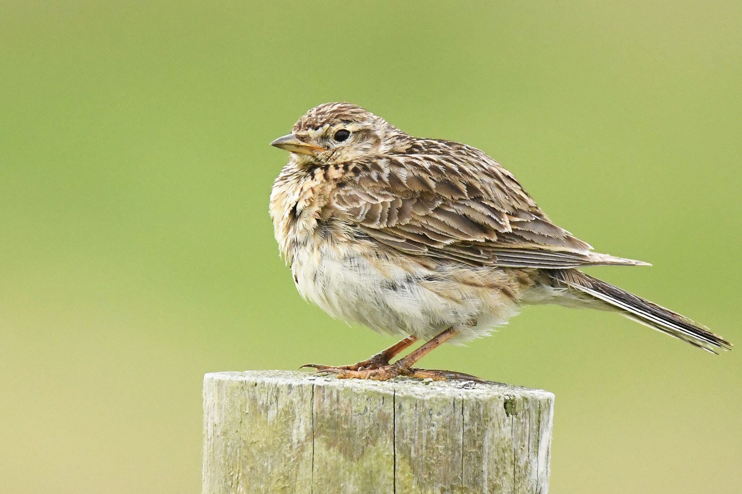 Lark (Skylark)