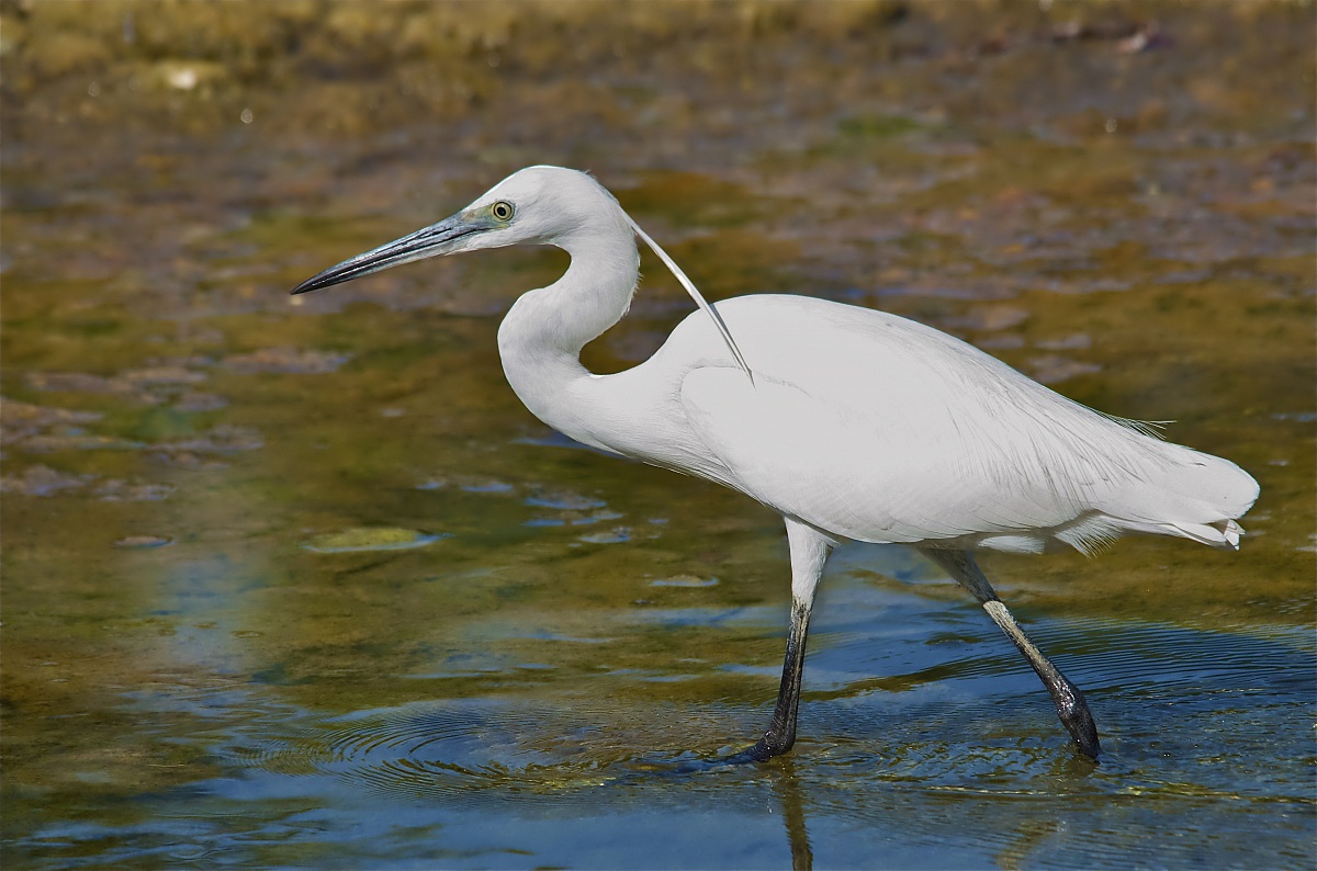 Egret at fiumara