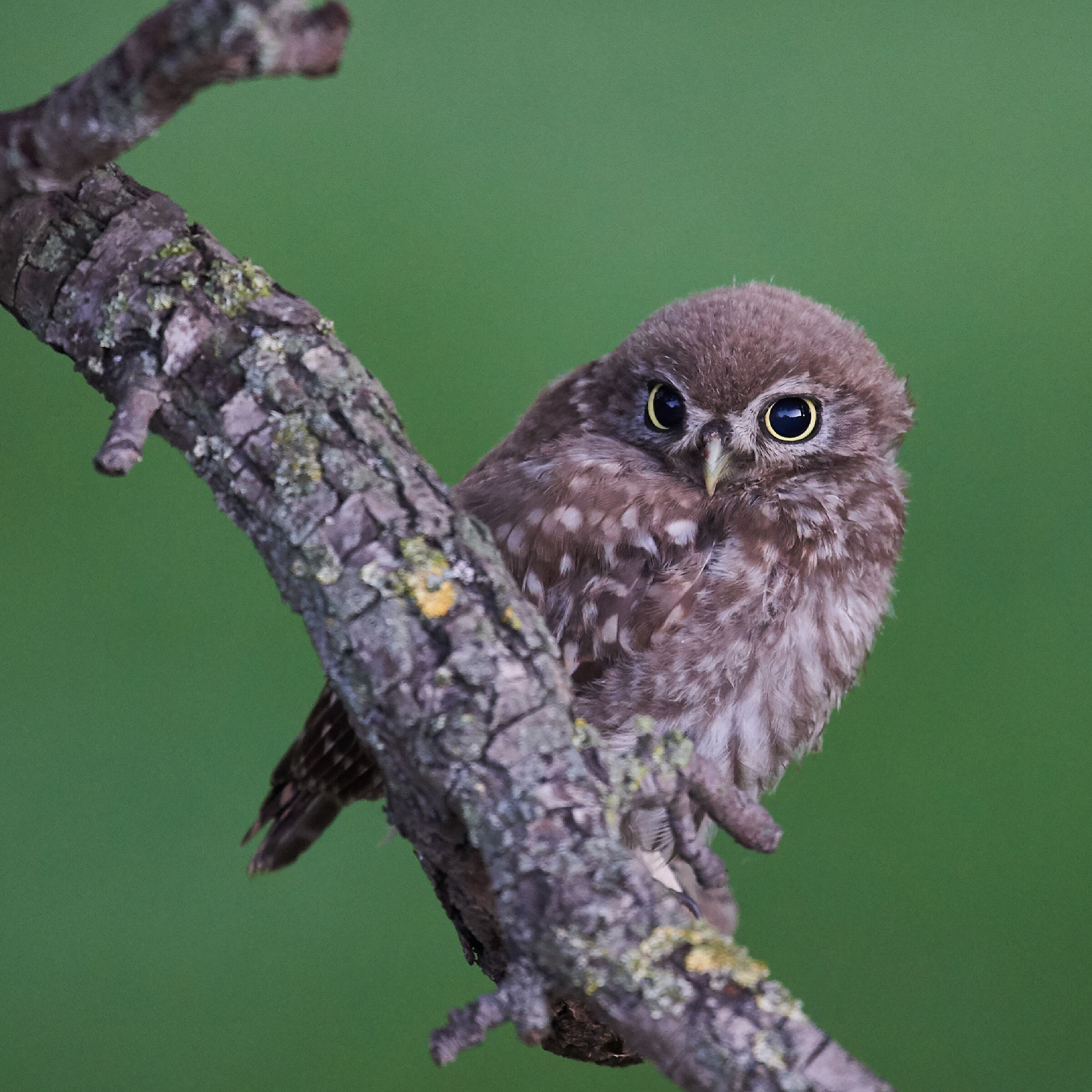 Little Owl (juvenile)