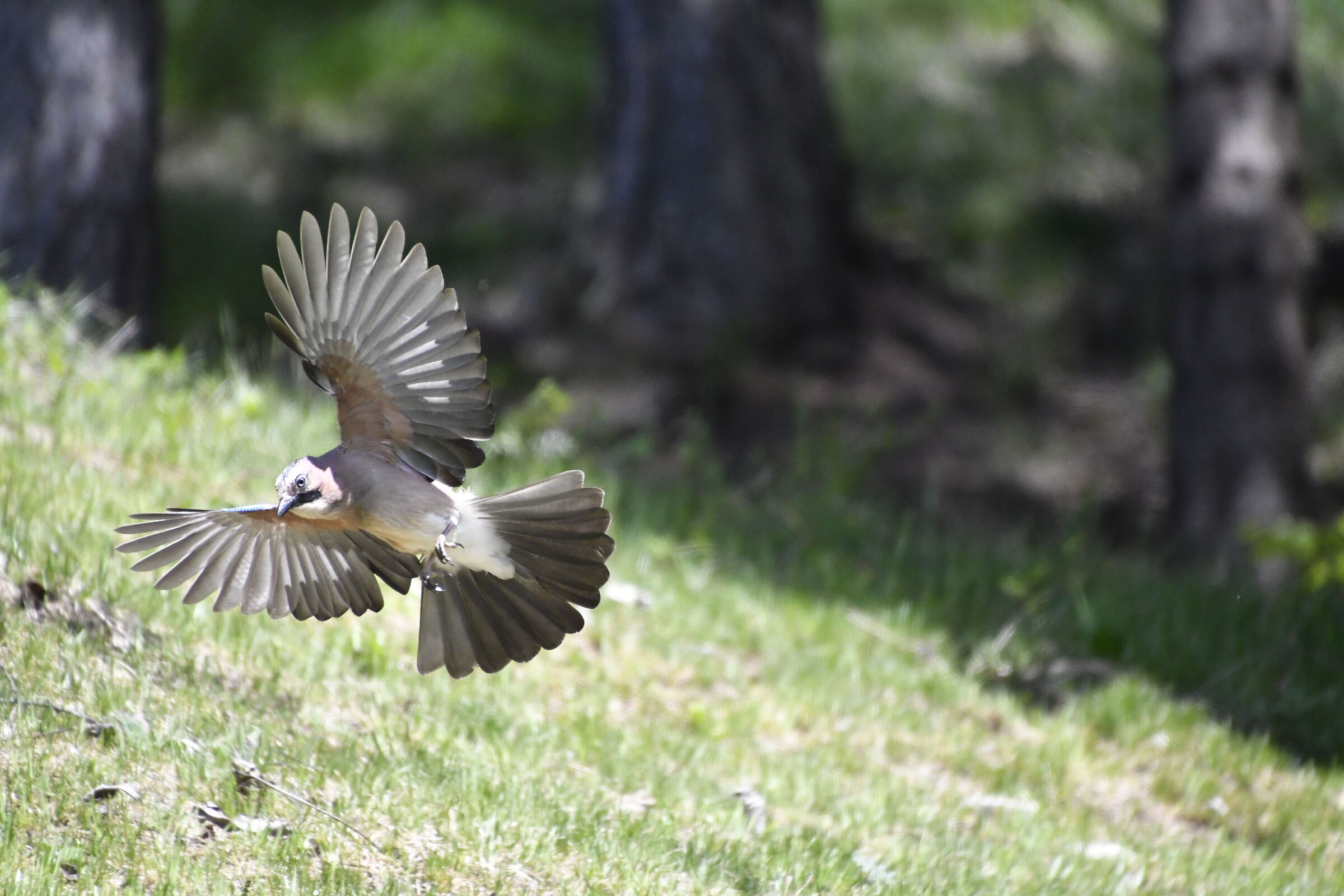 the flight