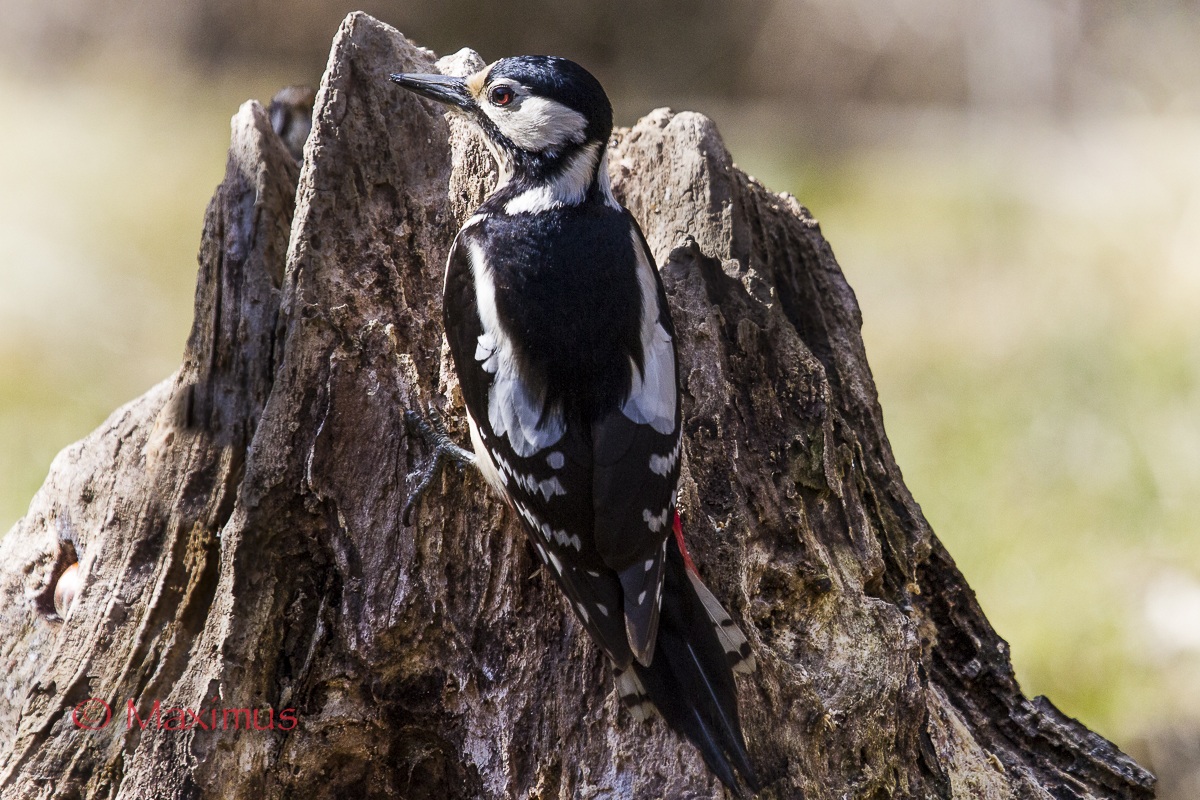 ... Tea sul Vulcano ...
