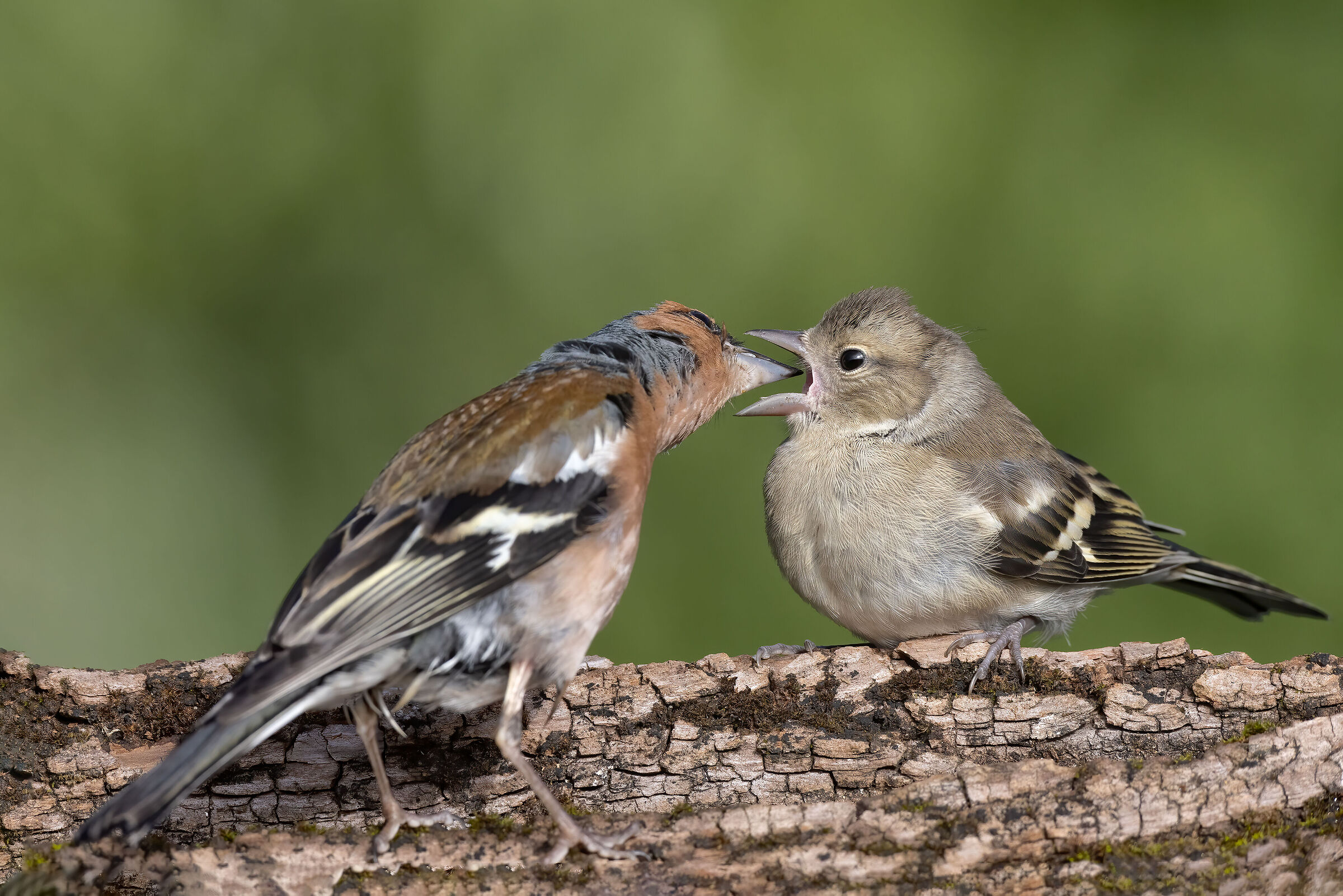 Imbeccata (Fringuelli)