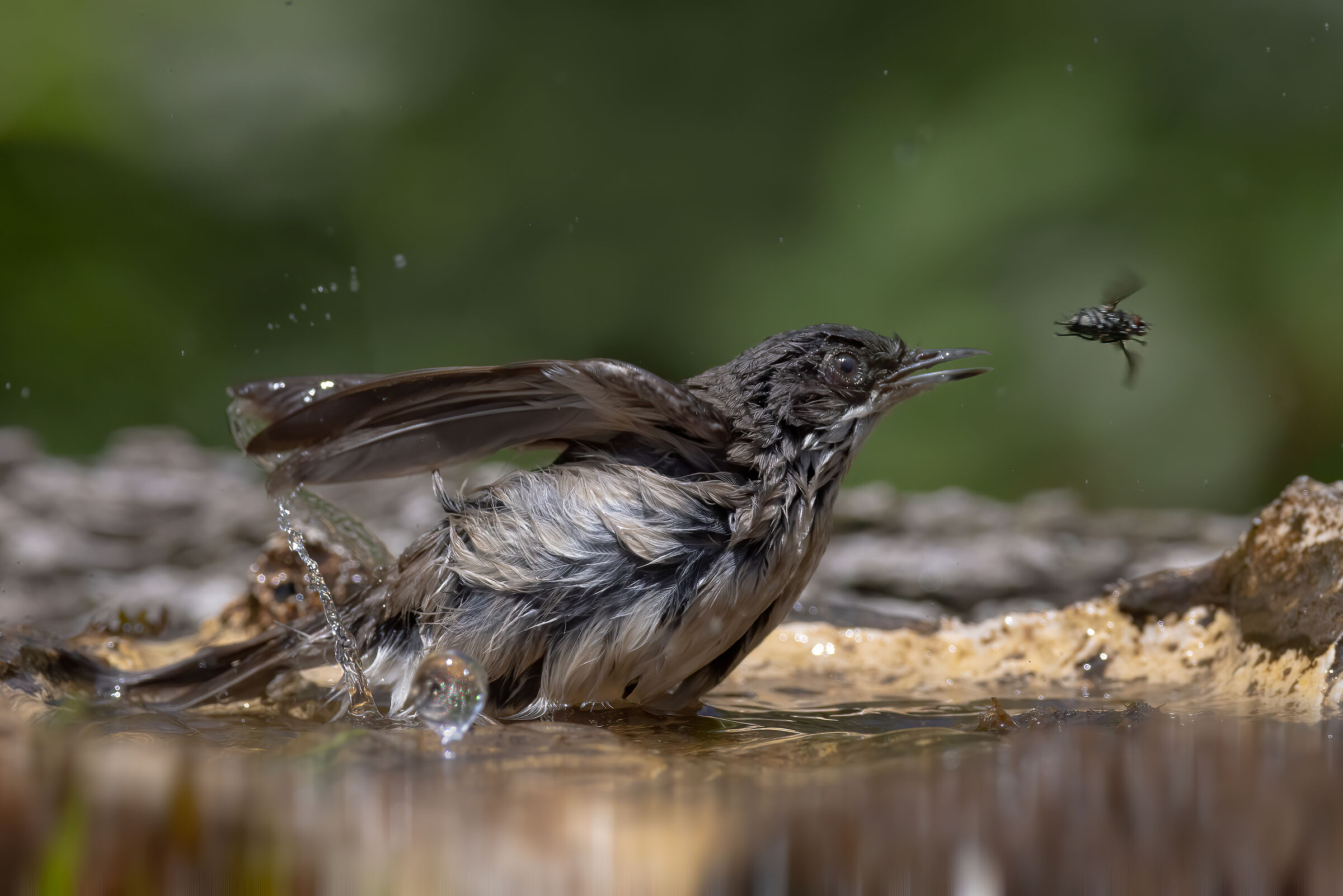 Bigiarella...senza preda
