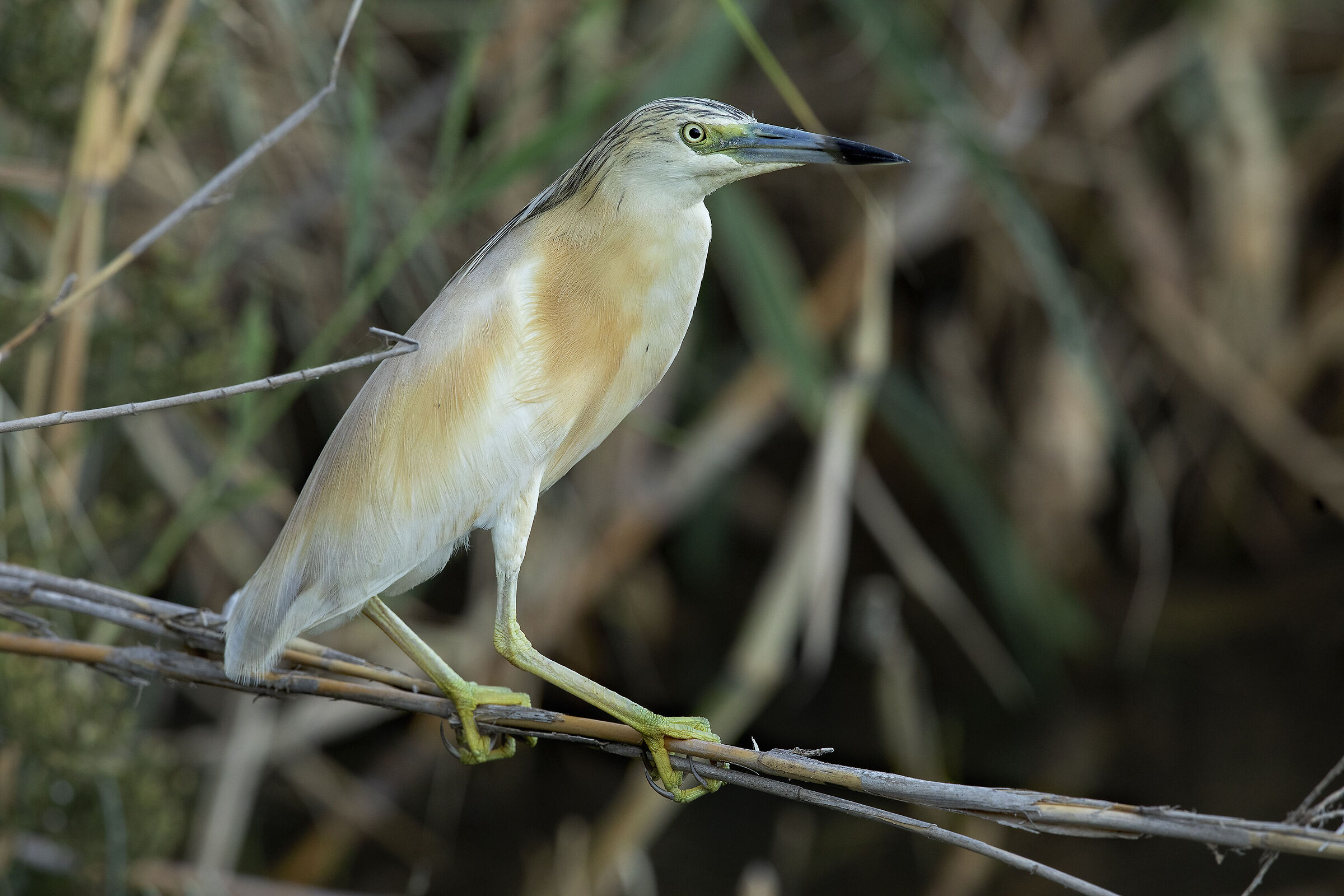 a mano liberissima :-))
